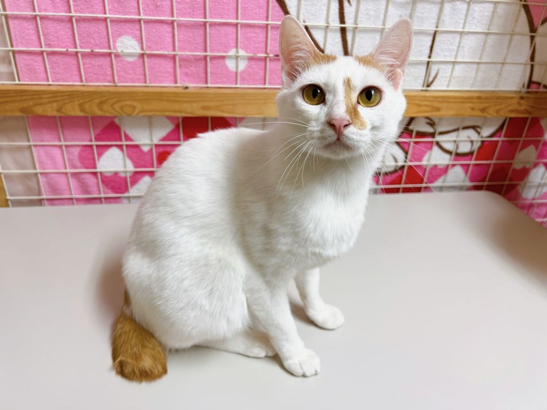雑種（ミックス猫）・オスの里親募集の写真