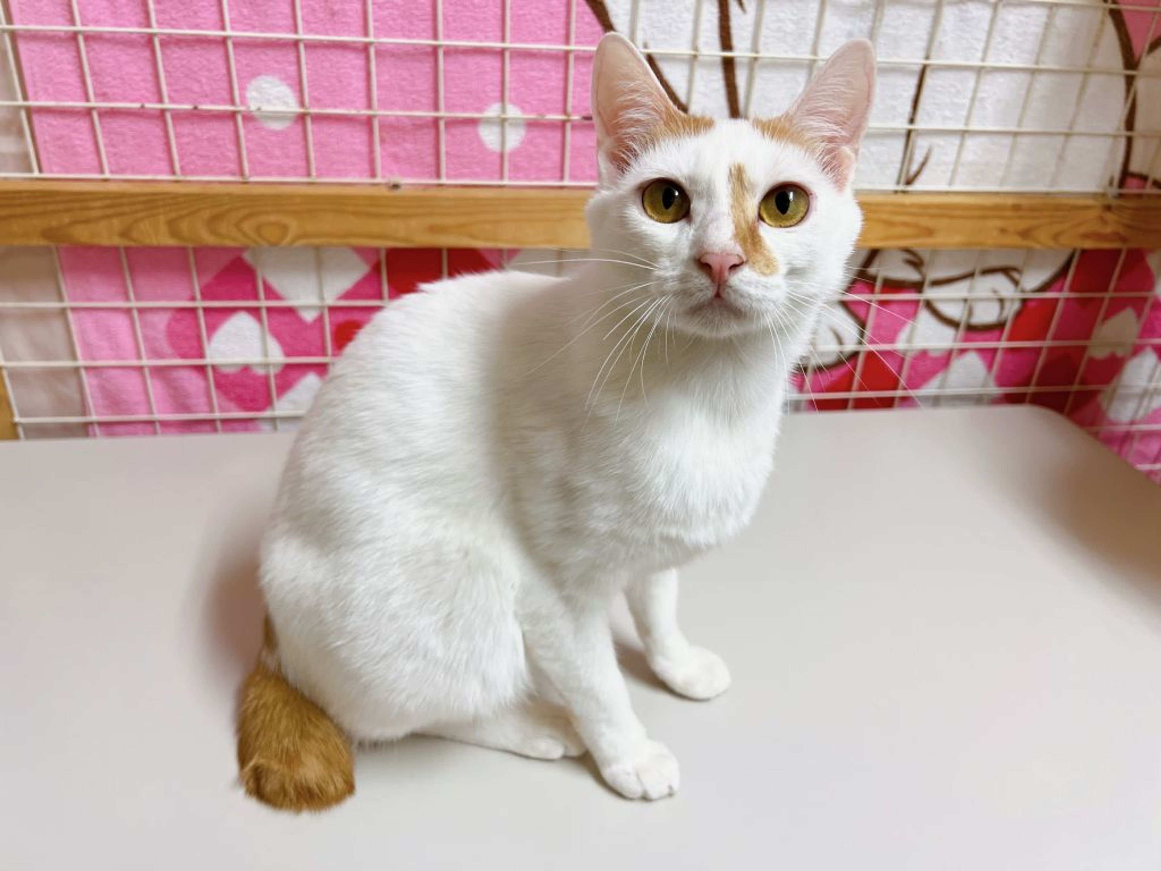 雑種（ミックス猫）・オスの里親募集の写真