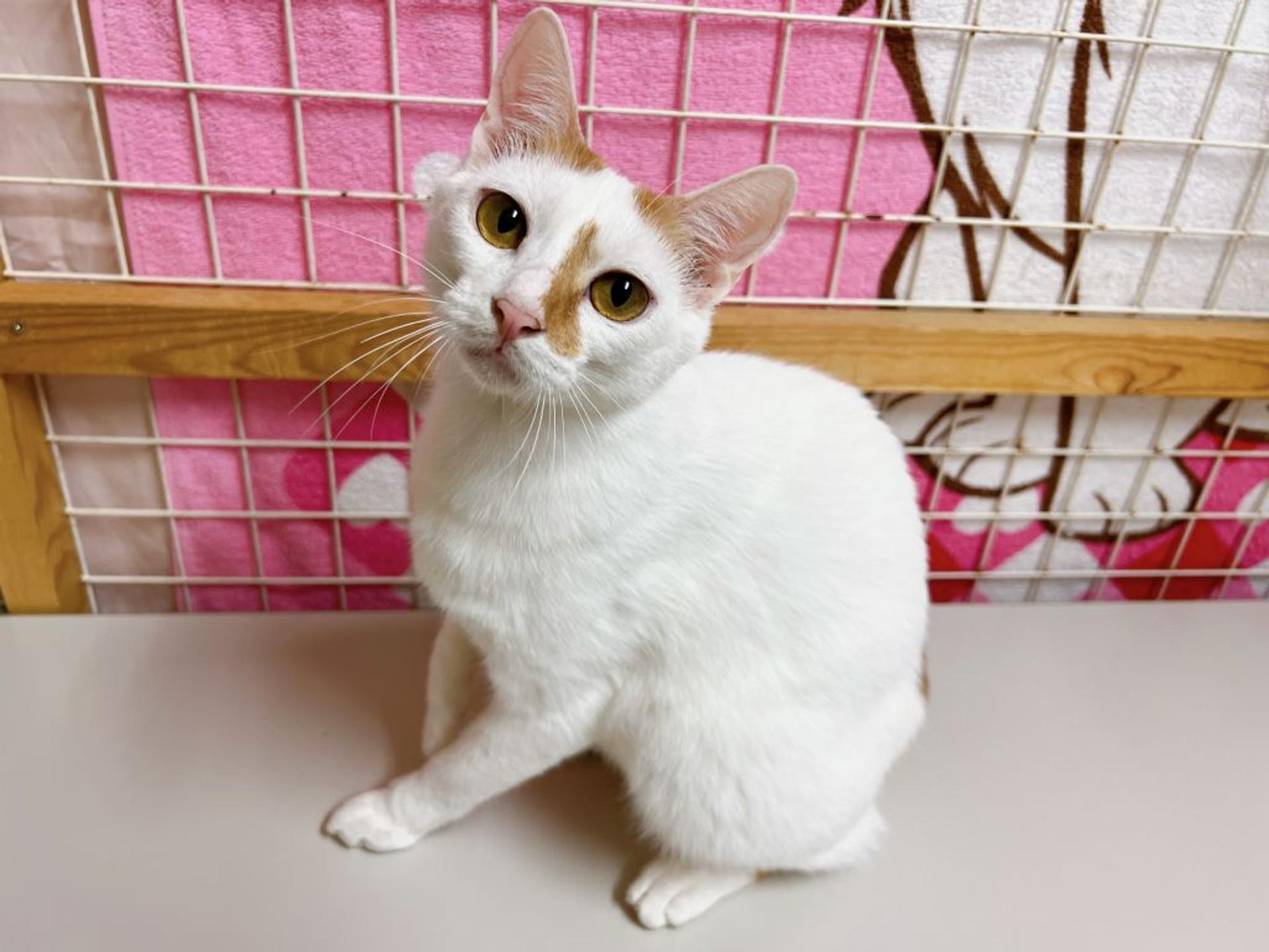 pet-image-3
