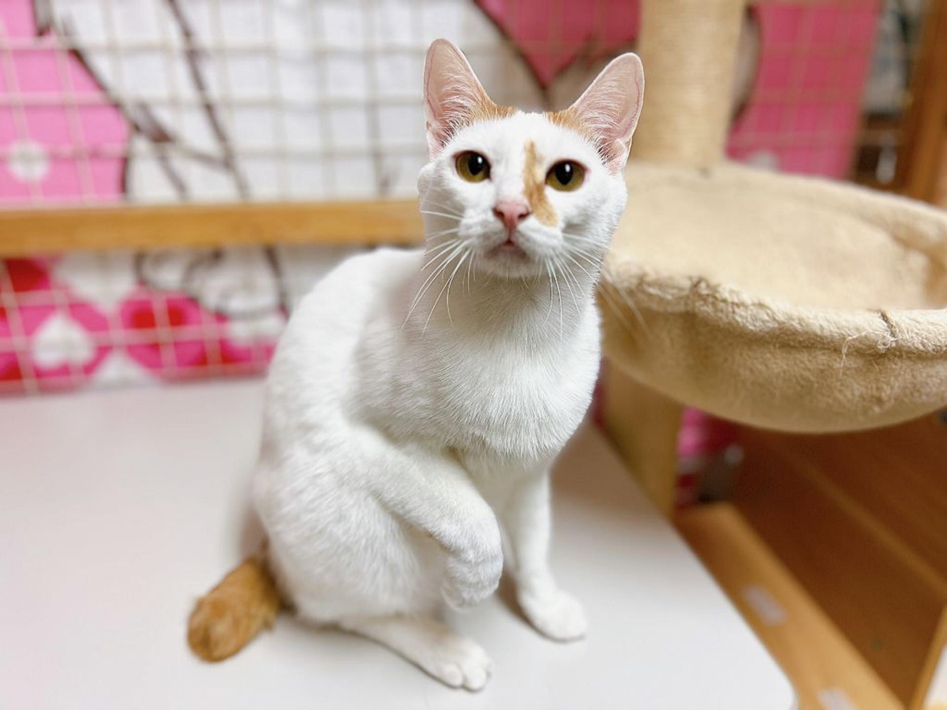 pet-image-4