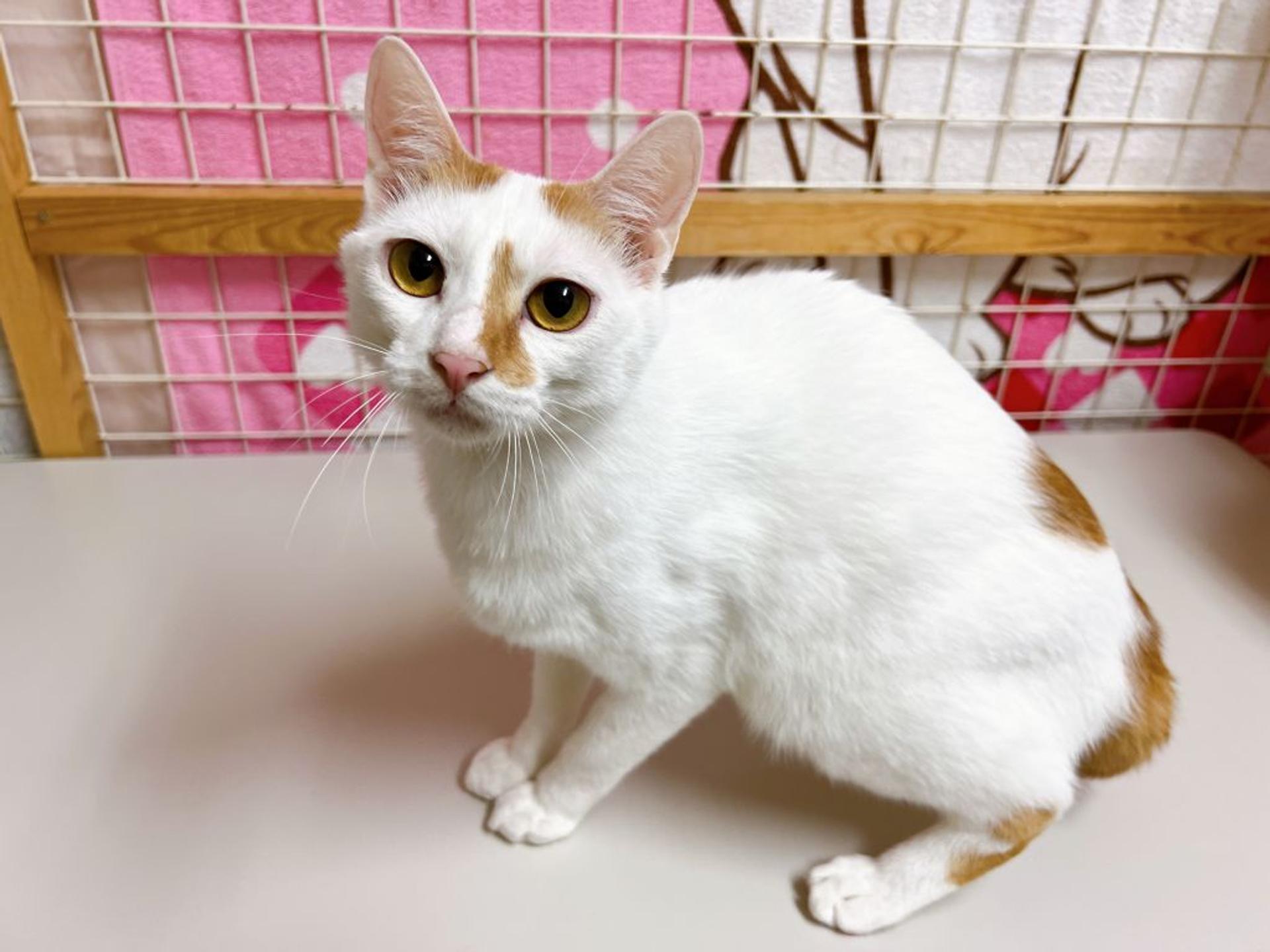 pet-image-5
