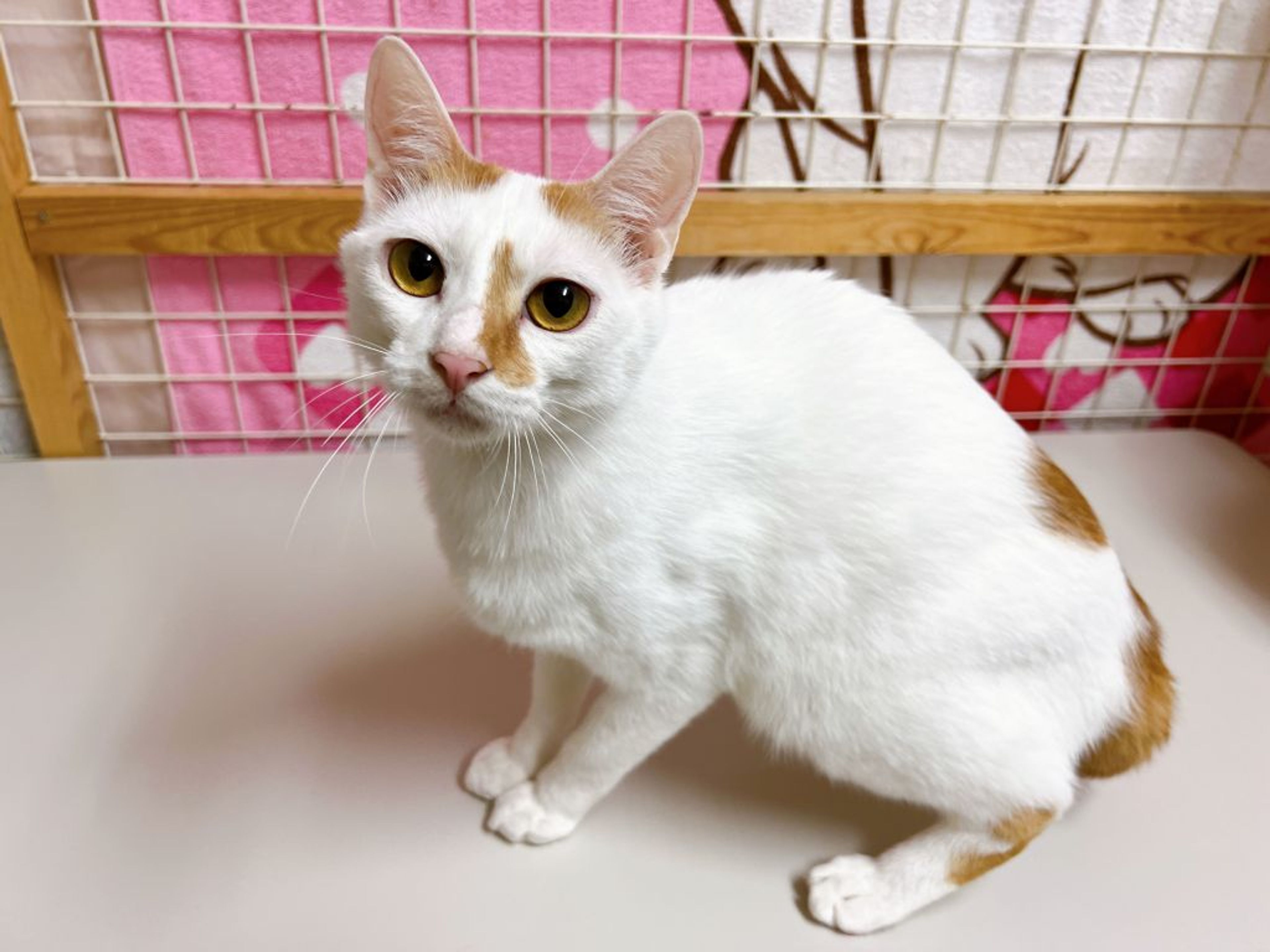 pet-image-5