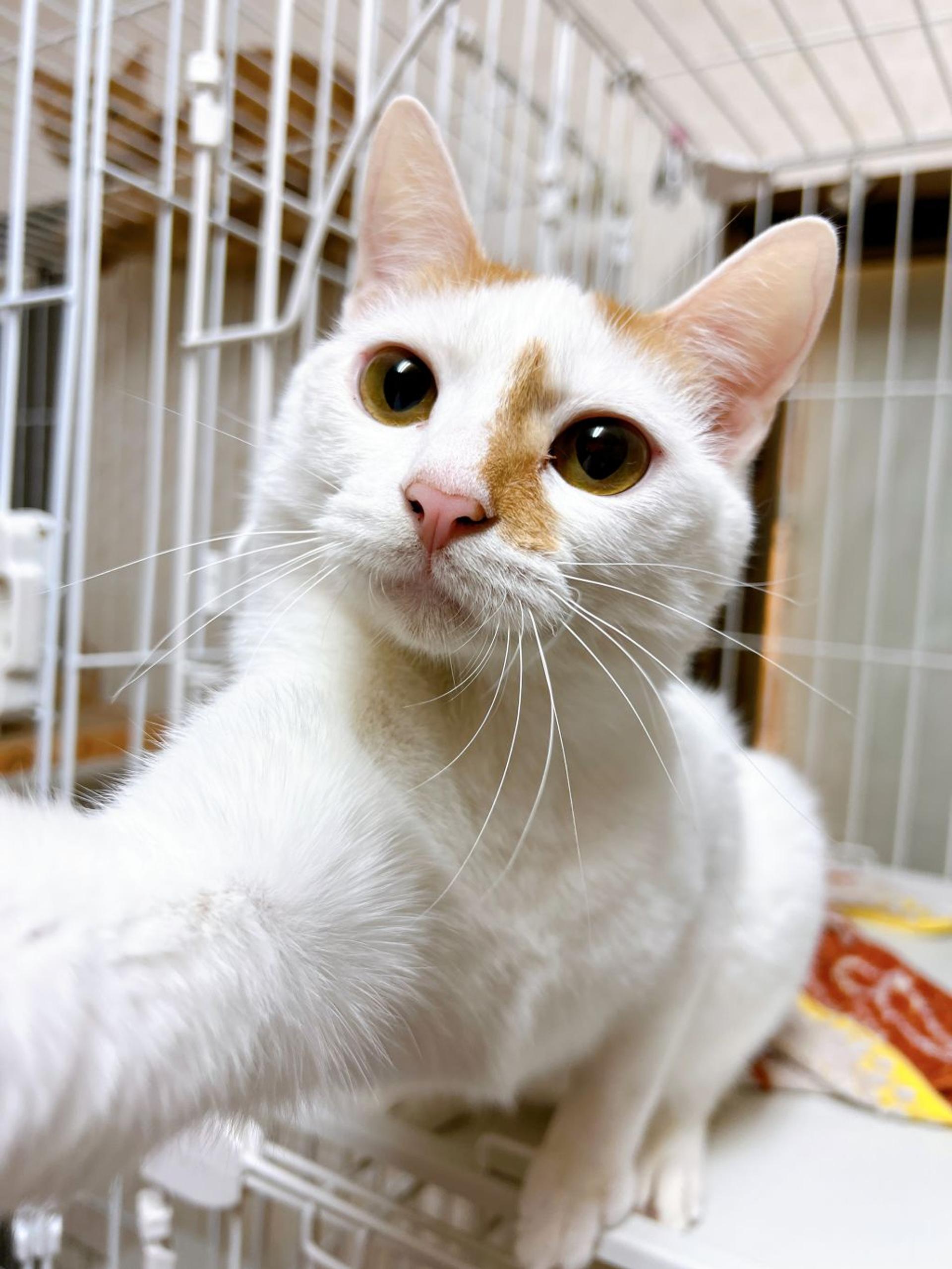 pet-image-6