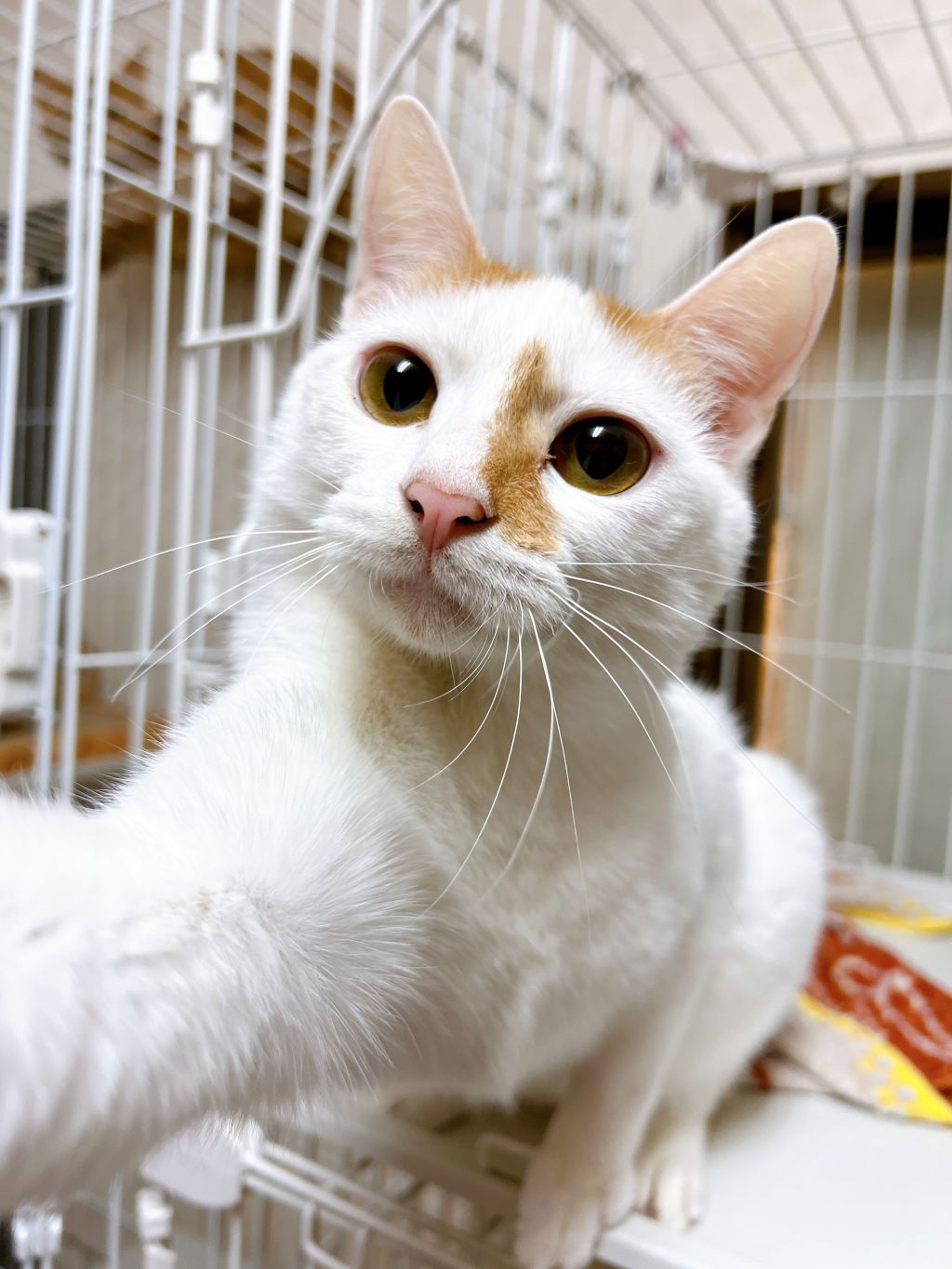 pet-image-6