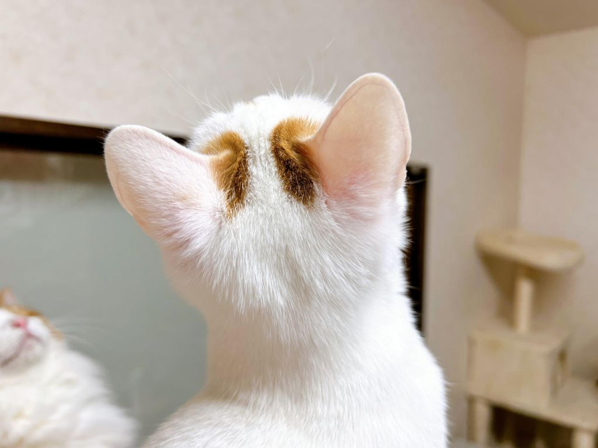 pet-image-7