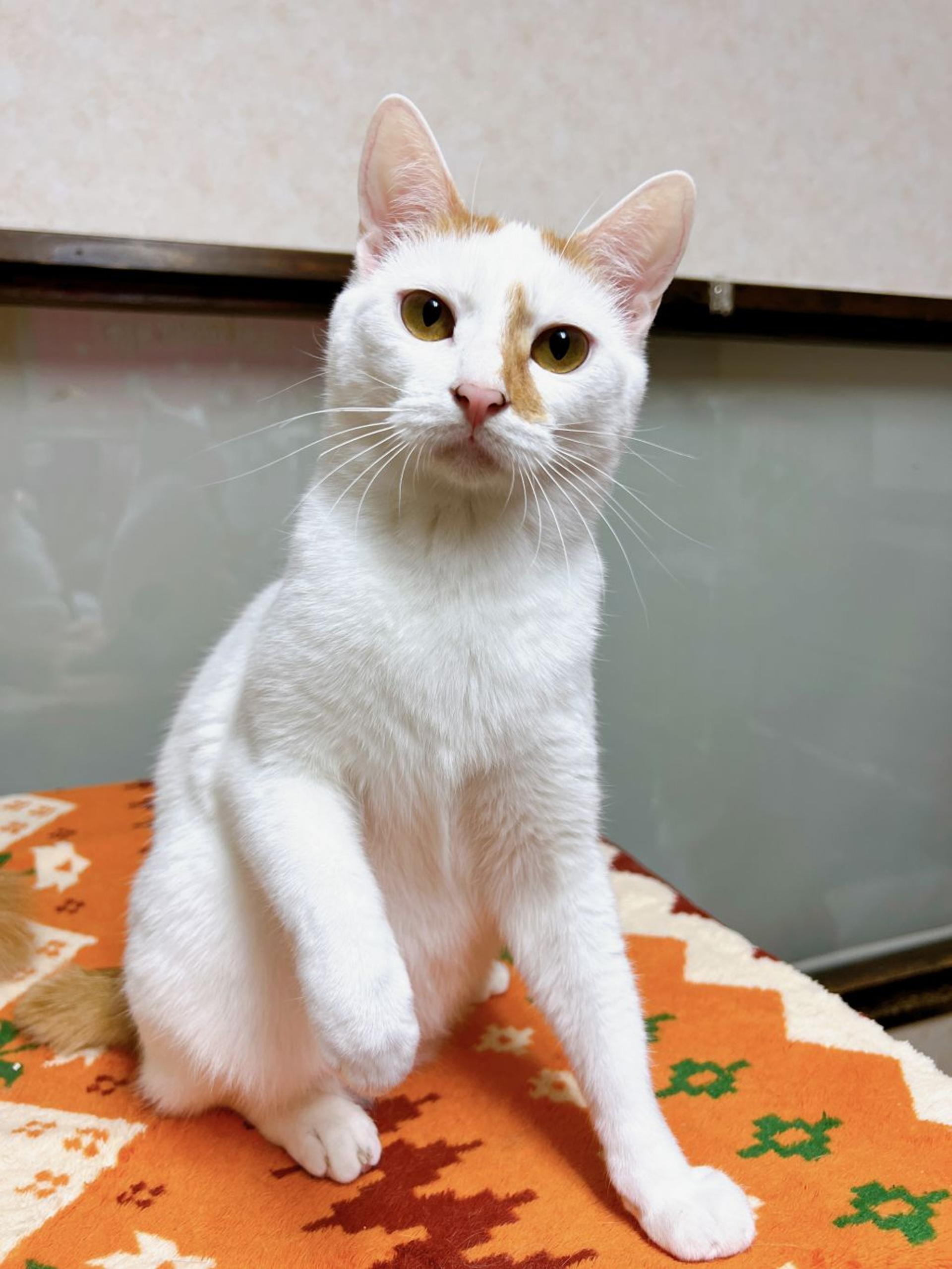 pet-image-9