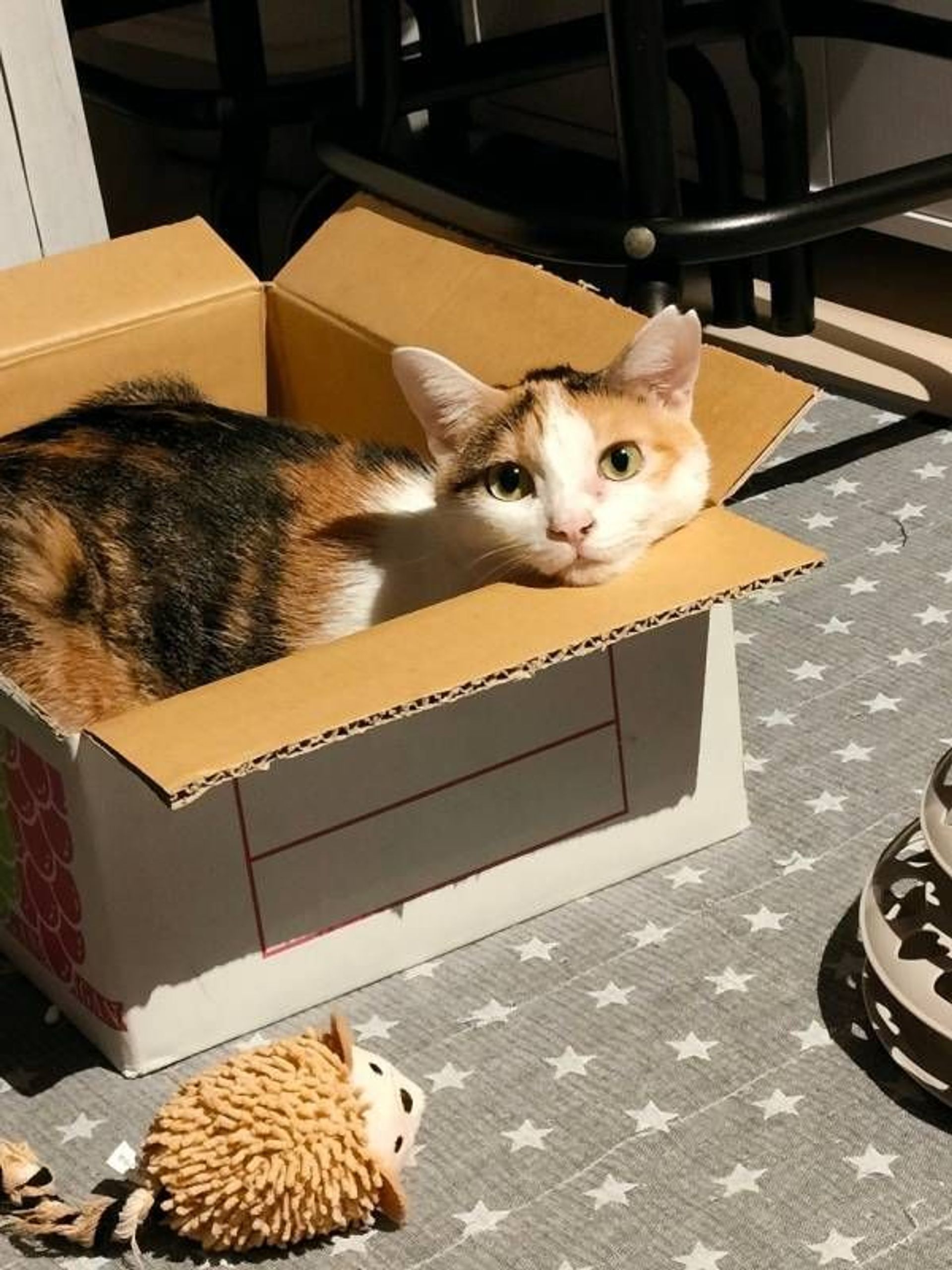 雑種（ミックス猫）・メスの里親募集の写真