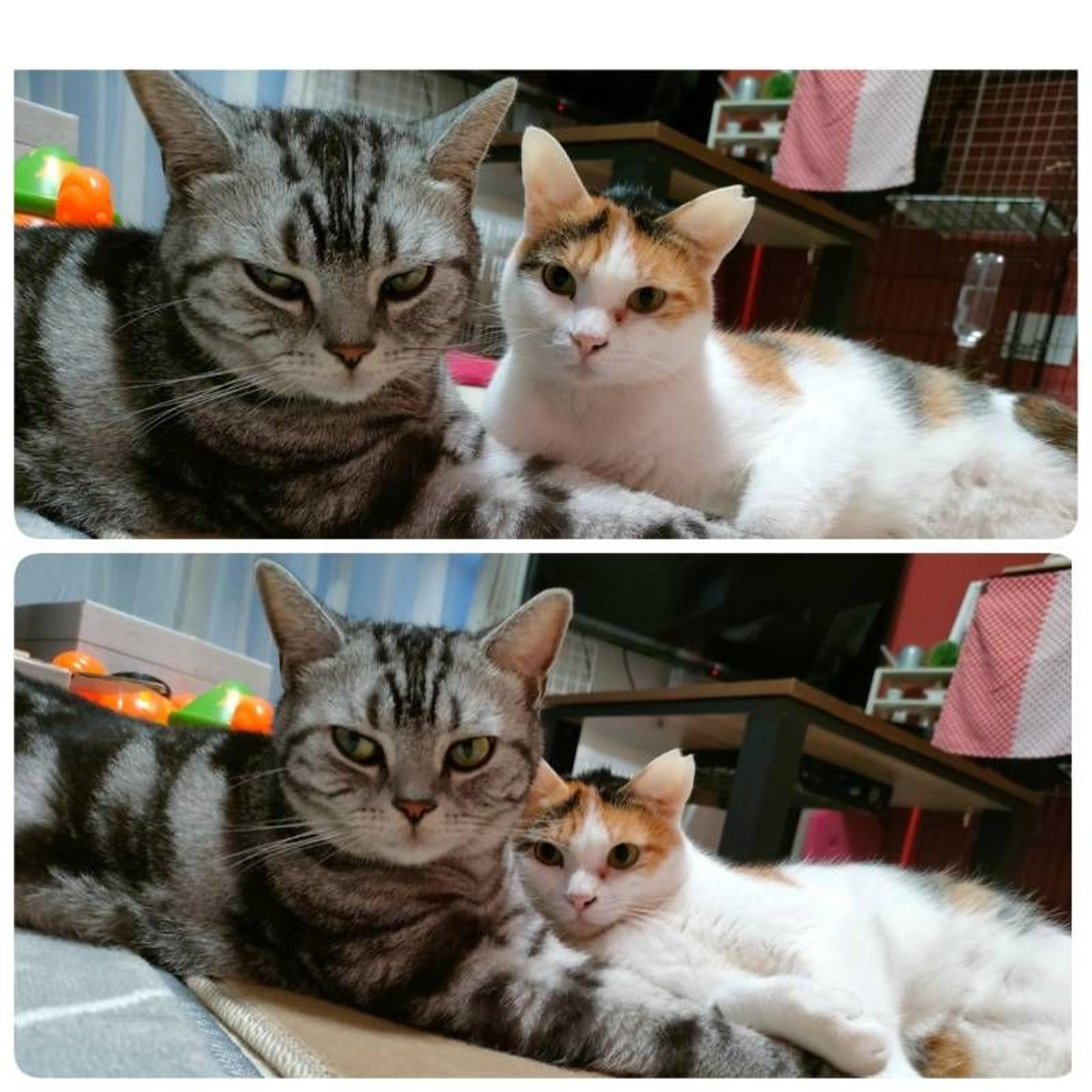 pet-image-2