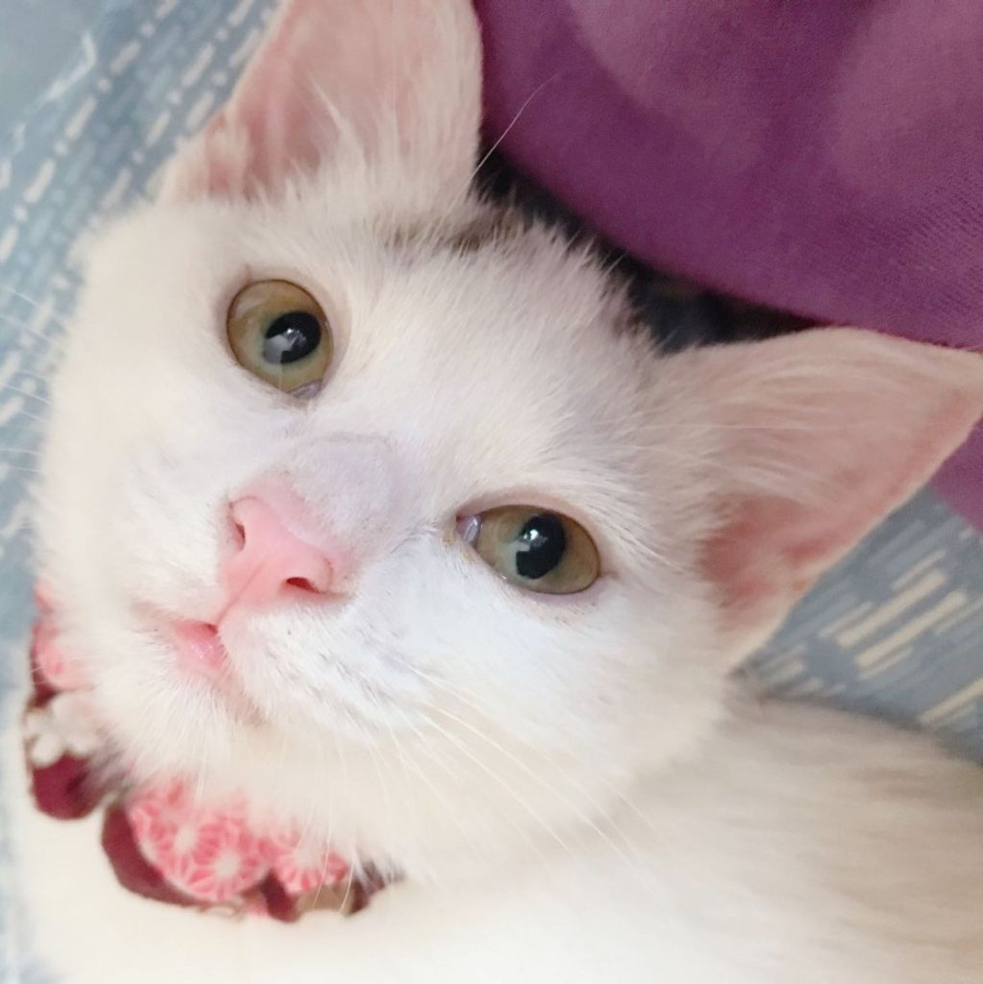 雑種（ミックス猫）・メスの里親募集の写真