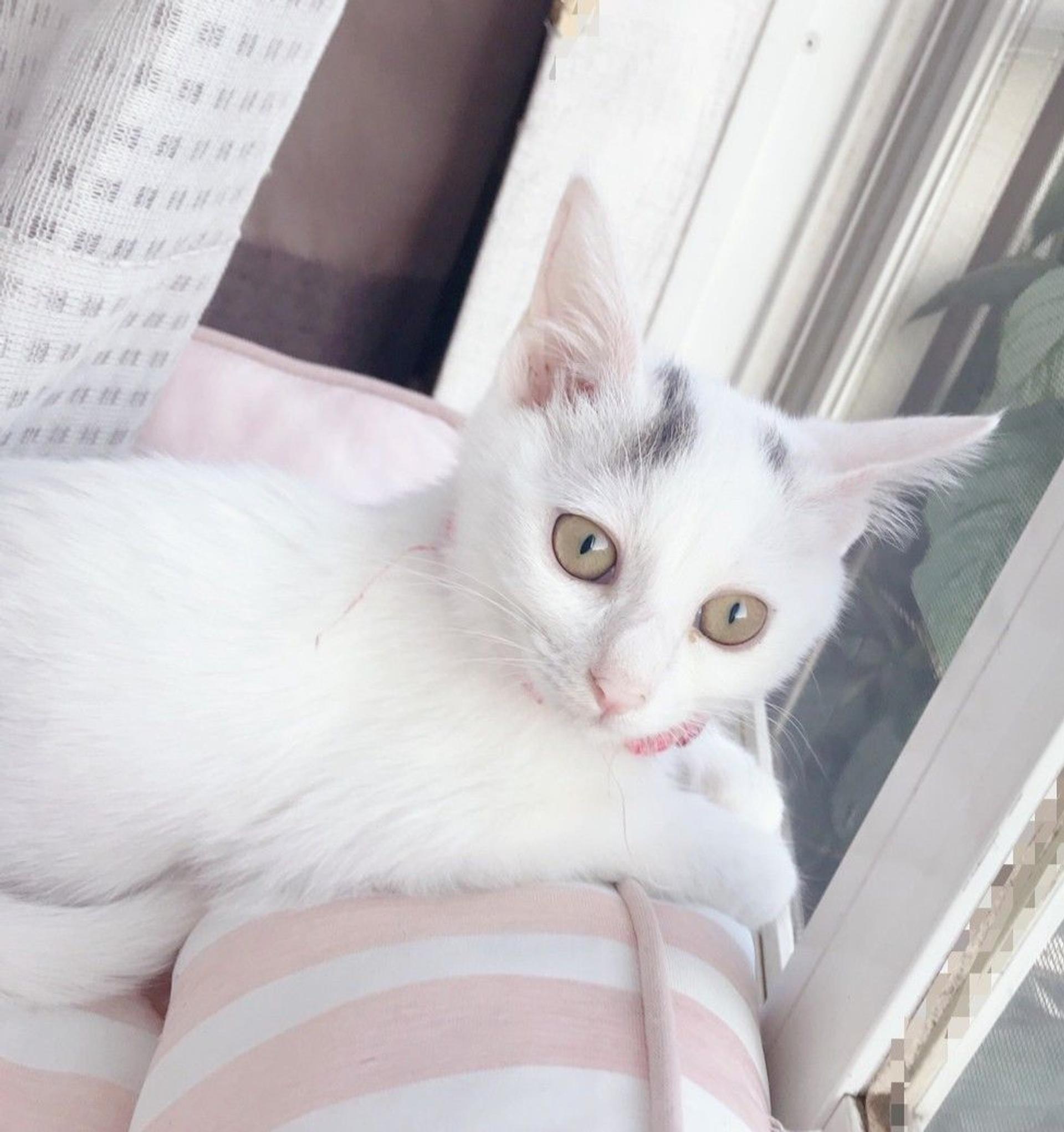 pet-image-3