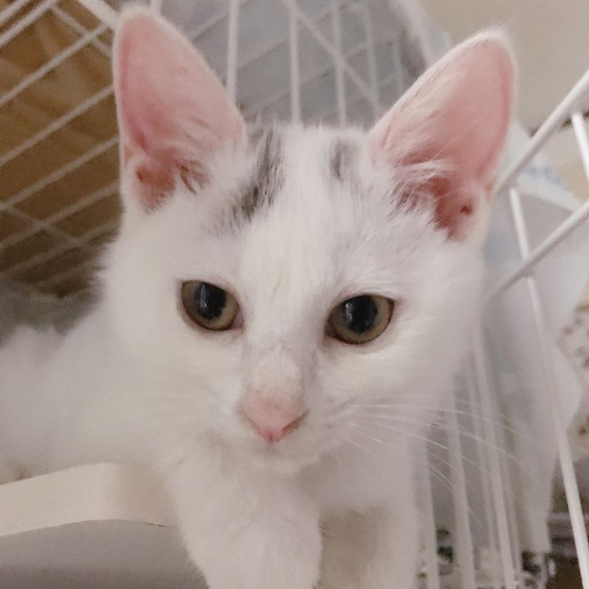 pet-image-5