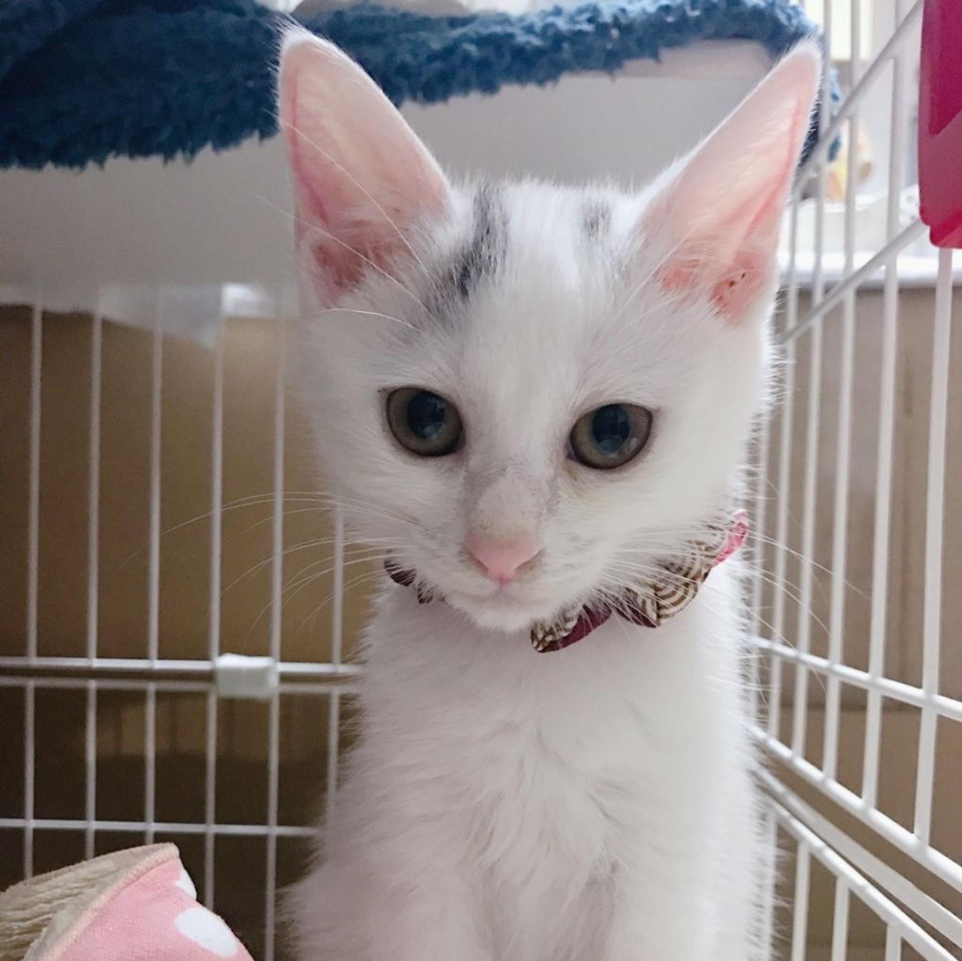 pet-image-6
