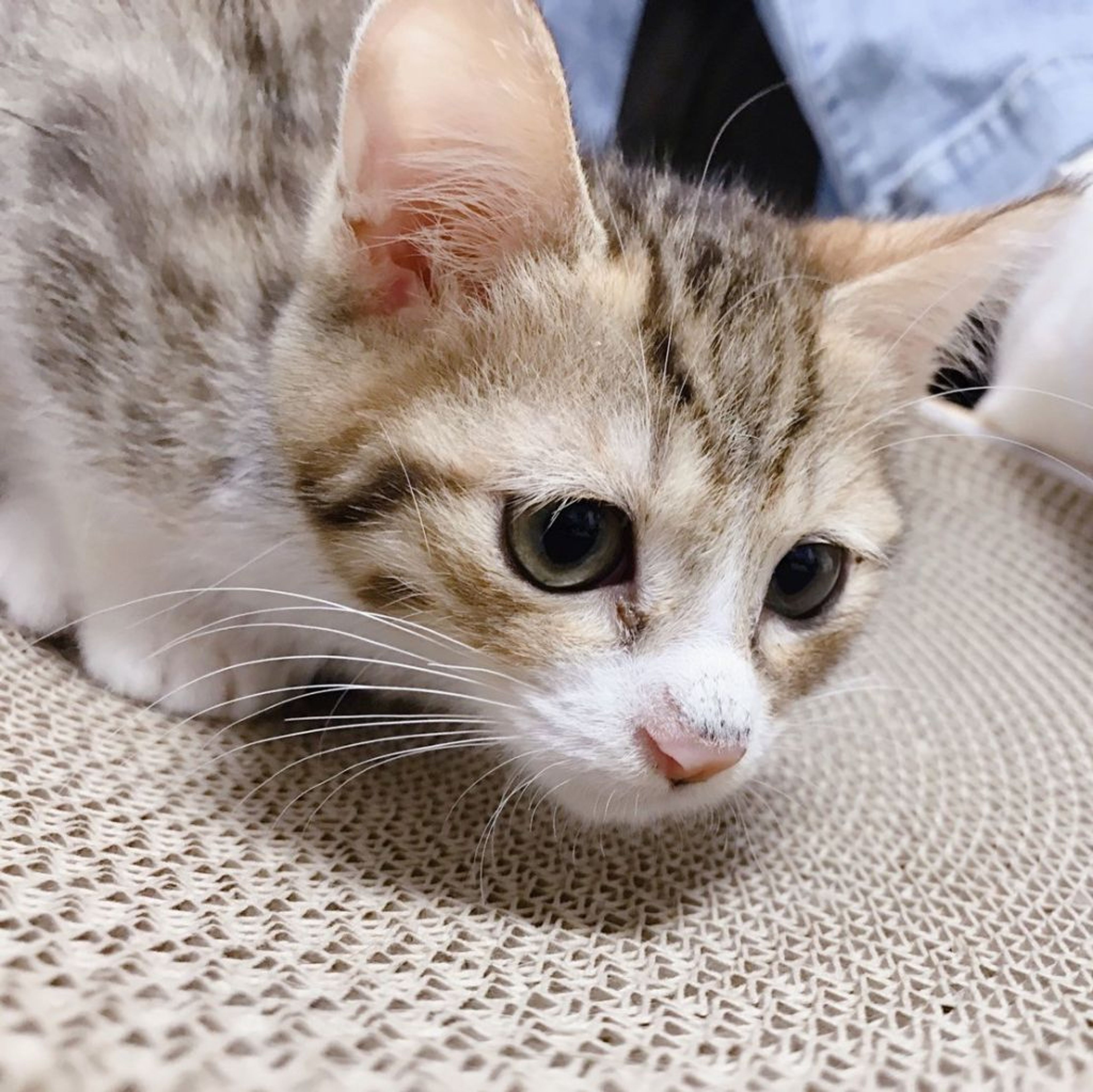 pet-image-5