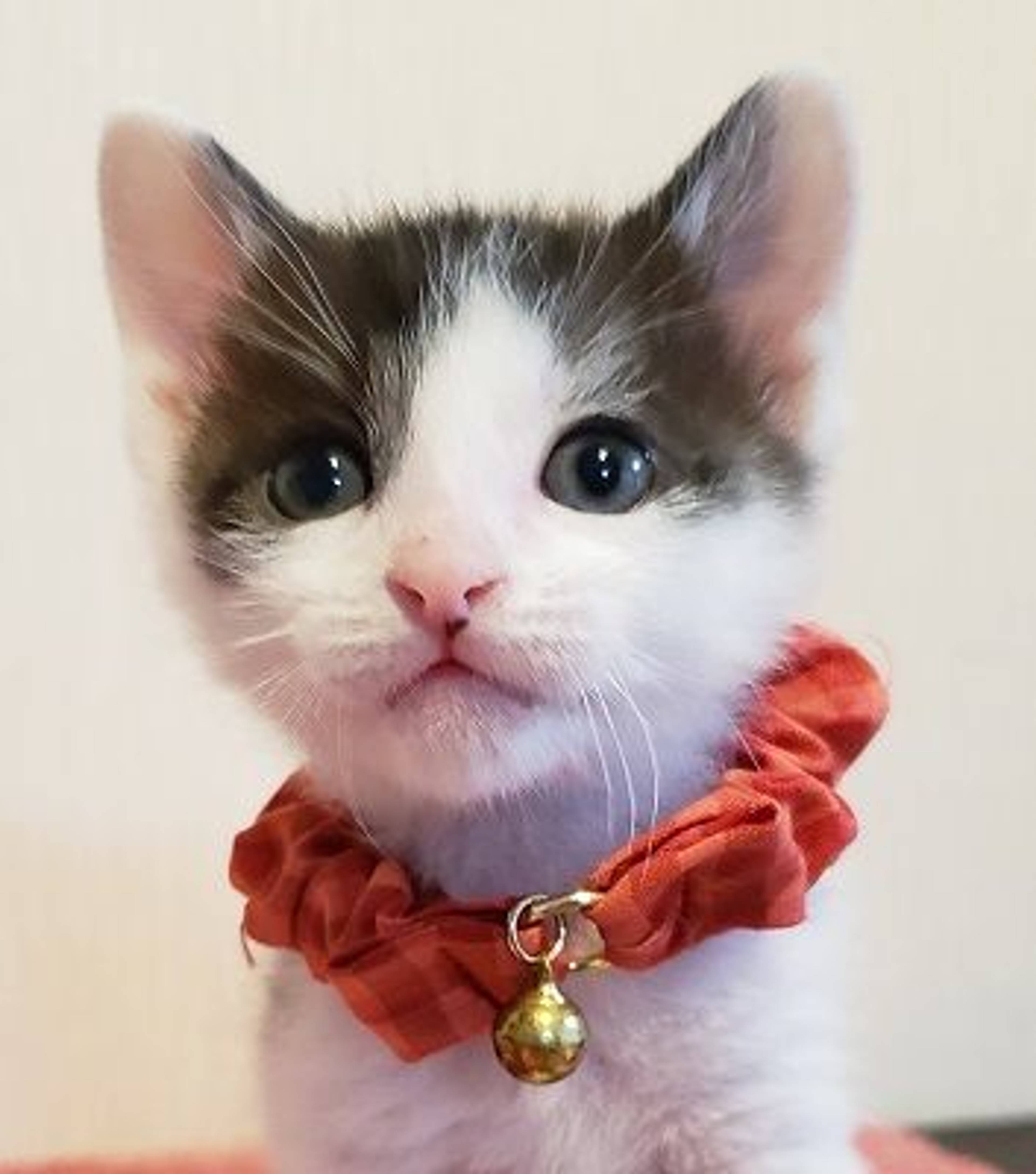 雑種（ミックス猫）・オスの里親募集の写真