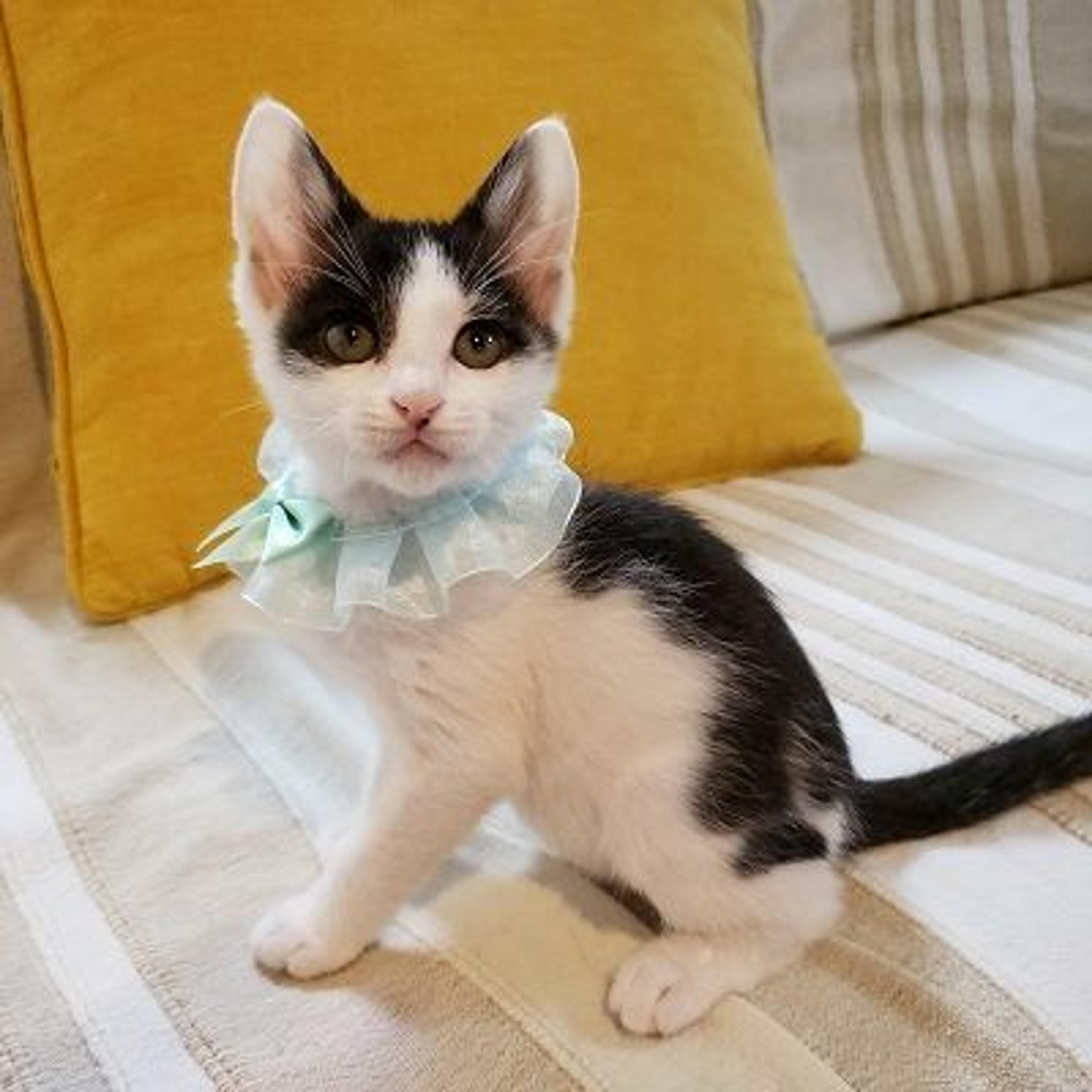 pet-image-2