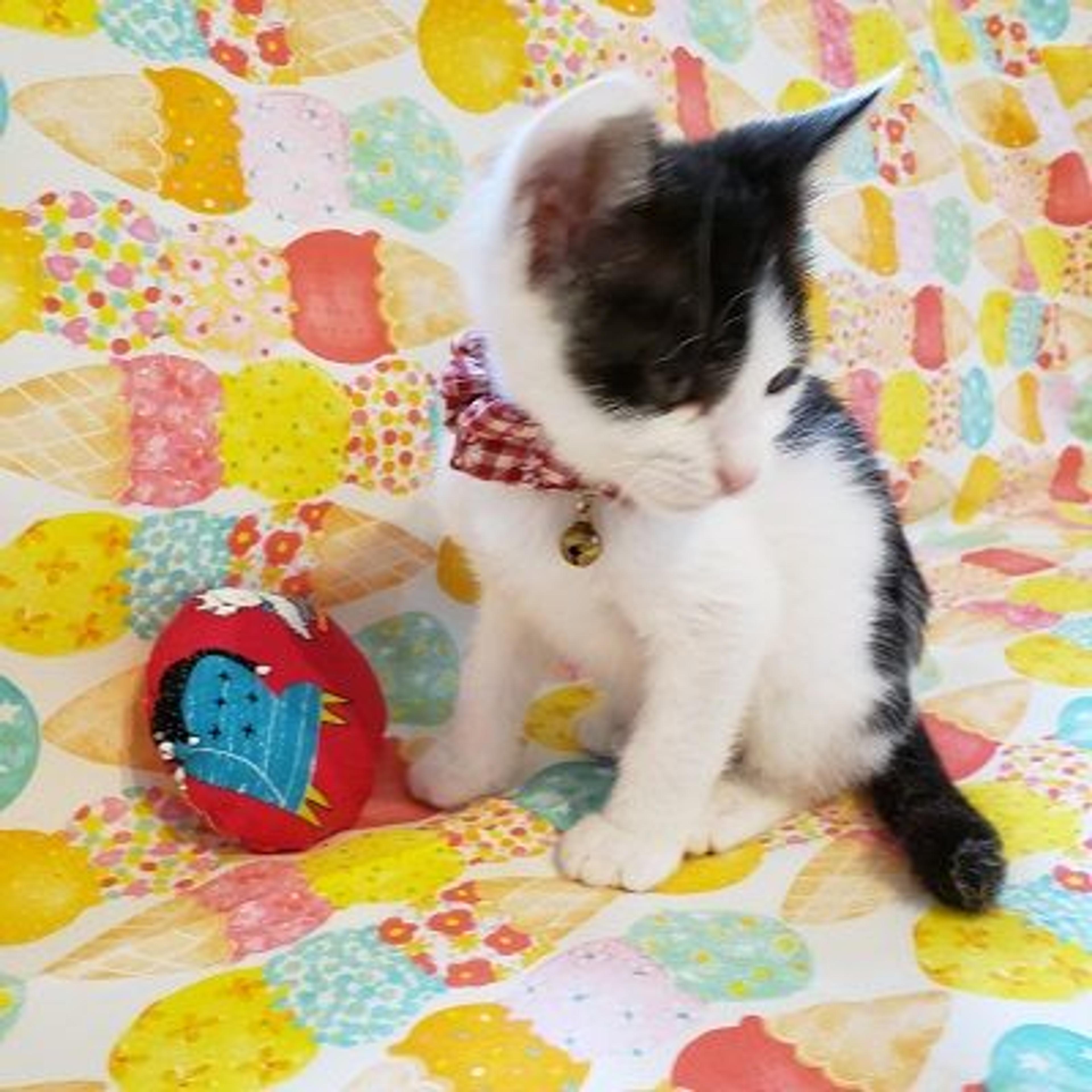 pet-image-3