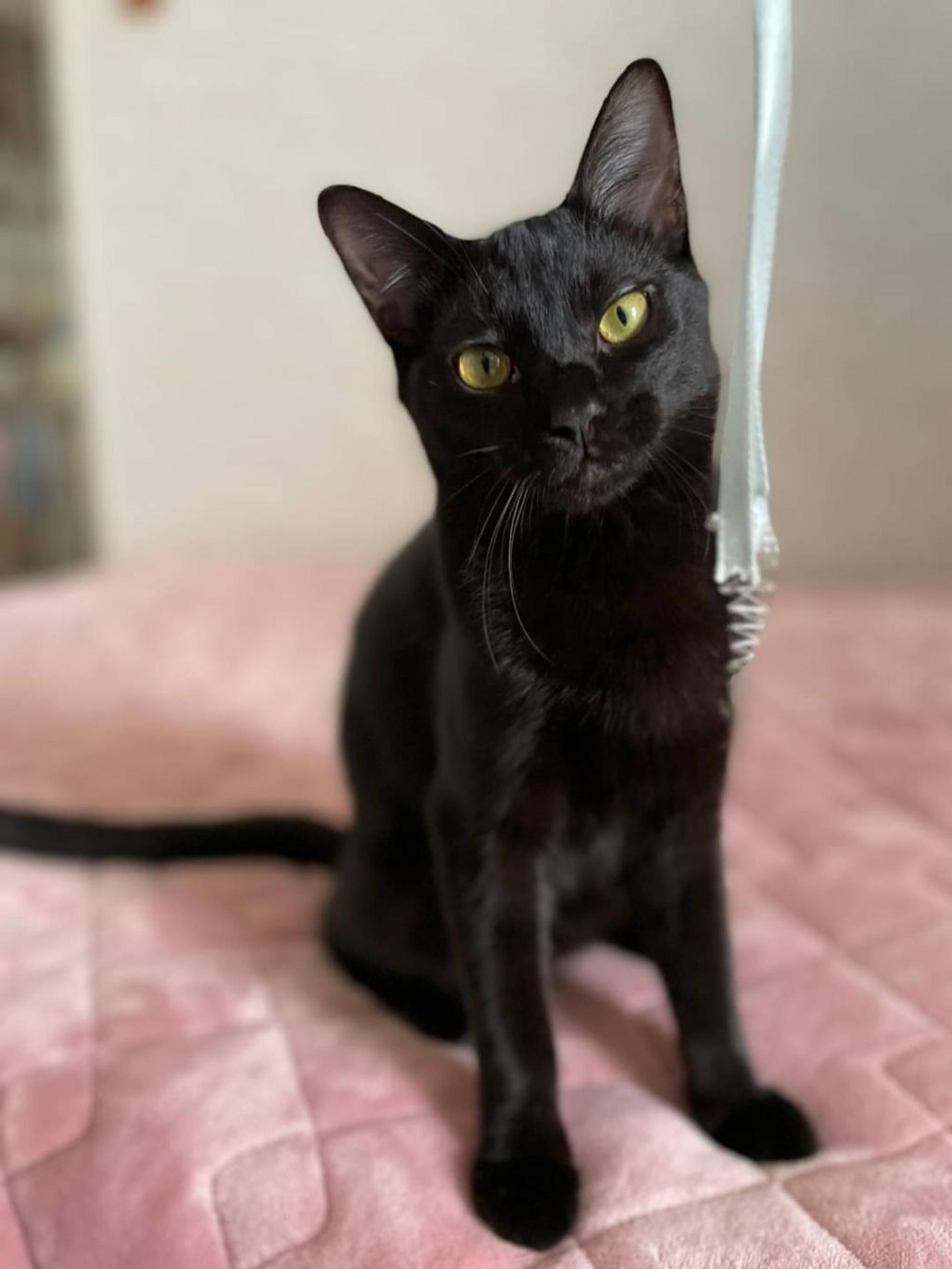 pet-image-2