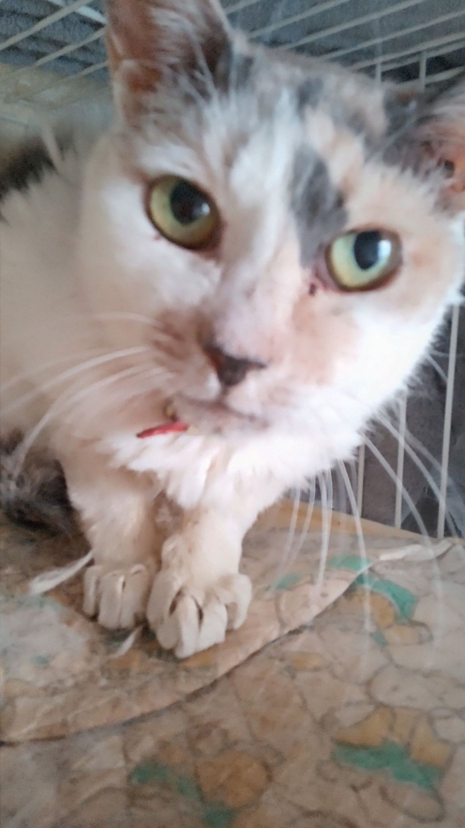 日本猫・メスの里親募集の写真