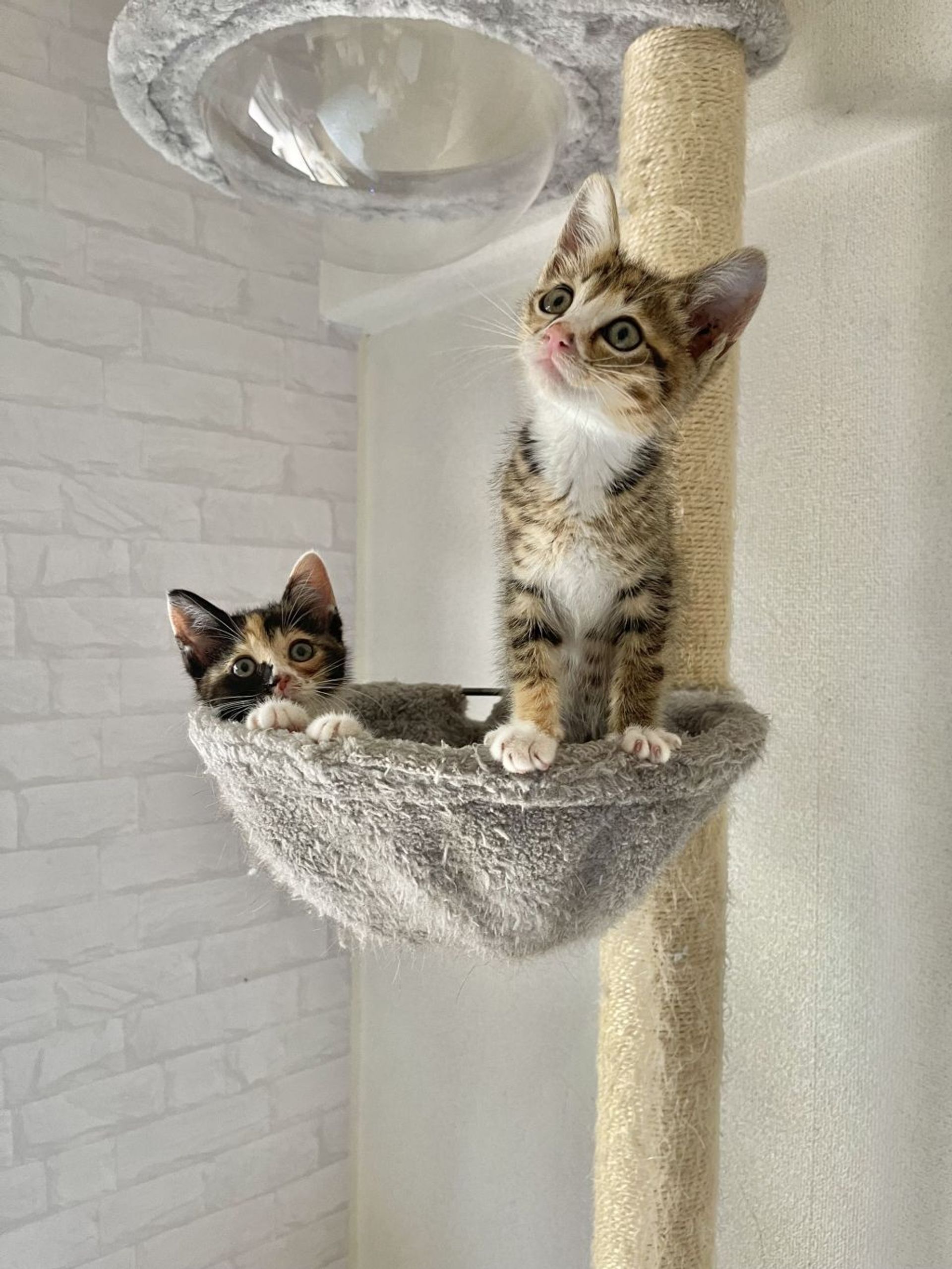 雑種（ミックス猫）・メスの里親募集の写真