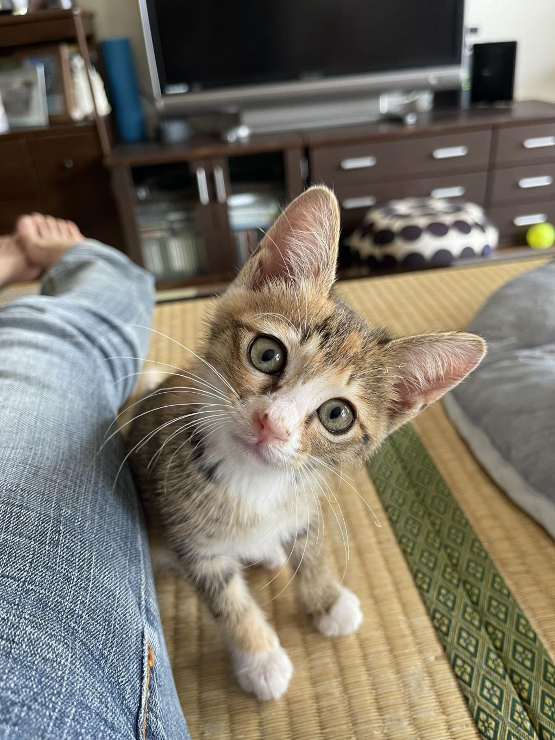 pet-image-3