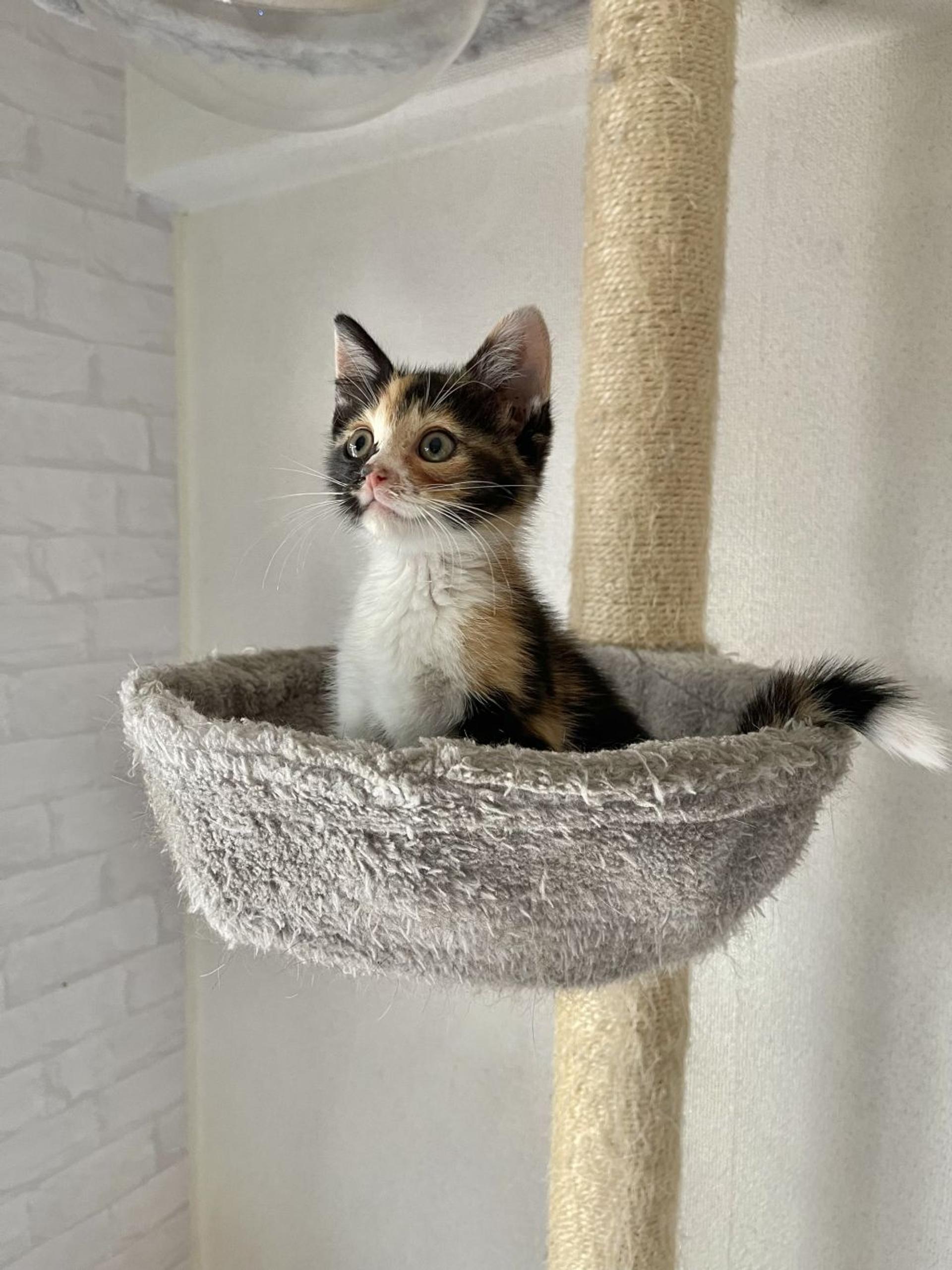 pet-image-4
