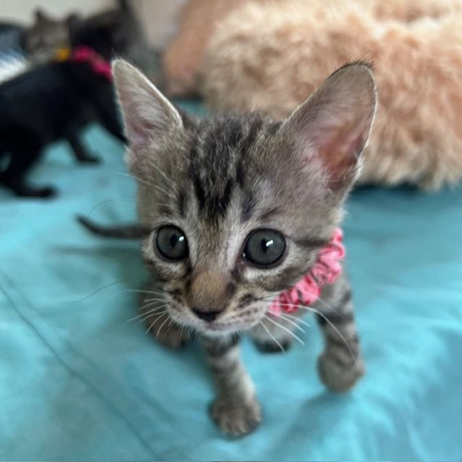 雑種（ミックス猫）・メスの里親募集の写真
