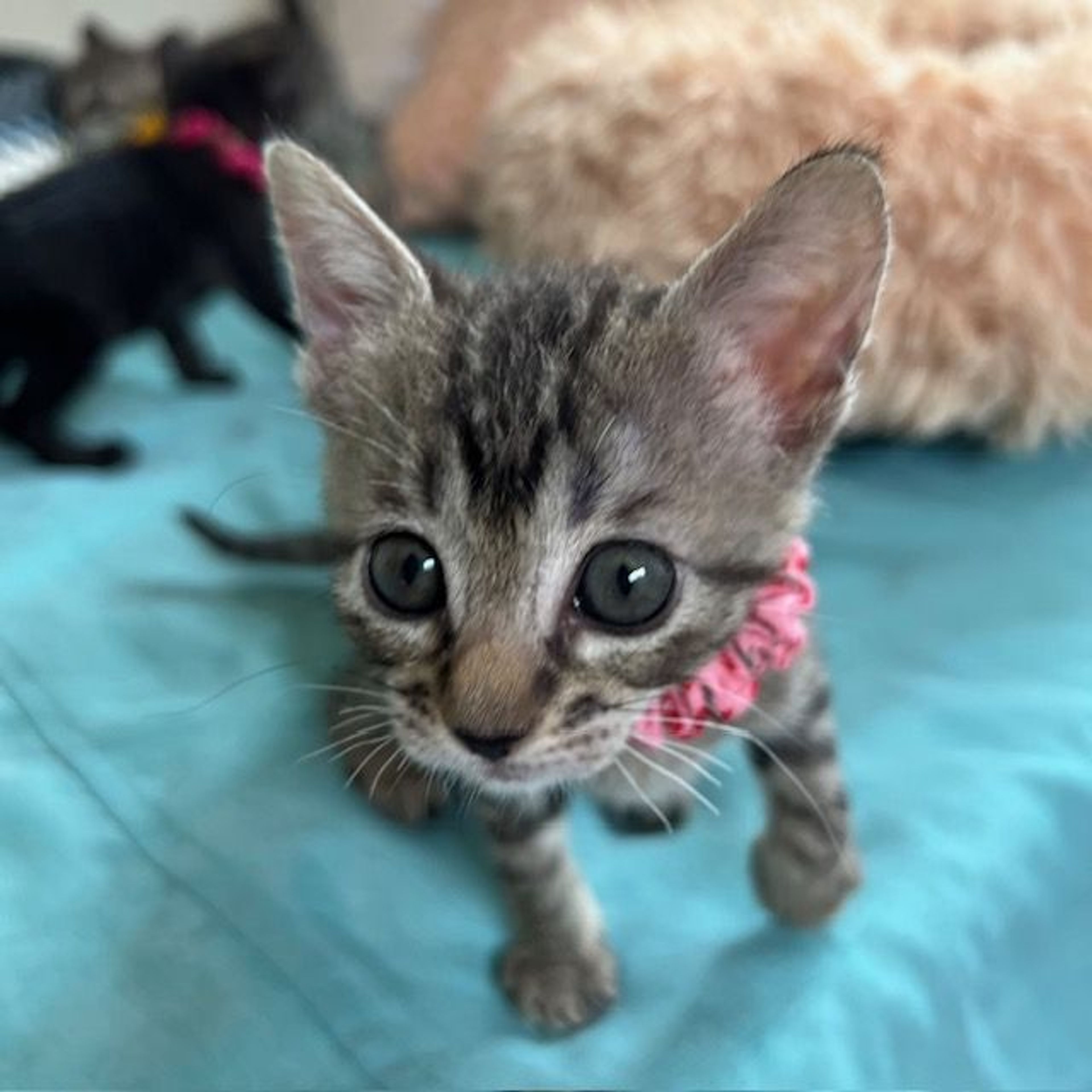 雑種（ミックス猫）・メスの里親募集の写真