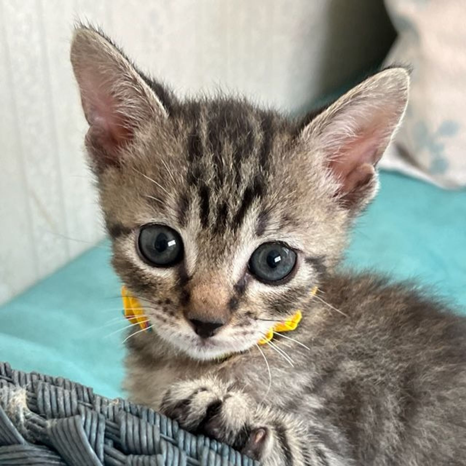 雑種（ミックス猫）・オスの里親募集の写真