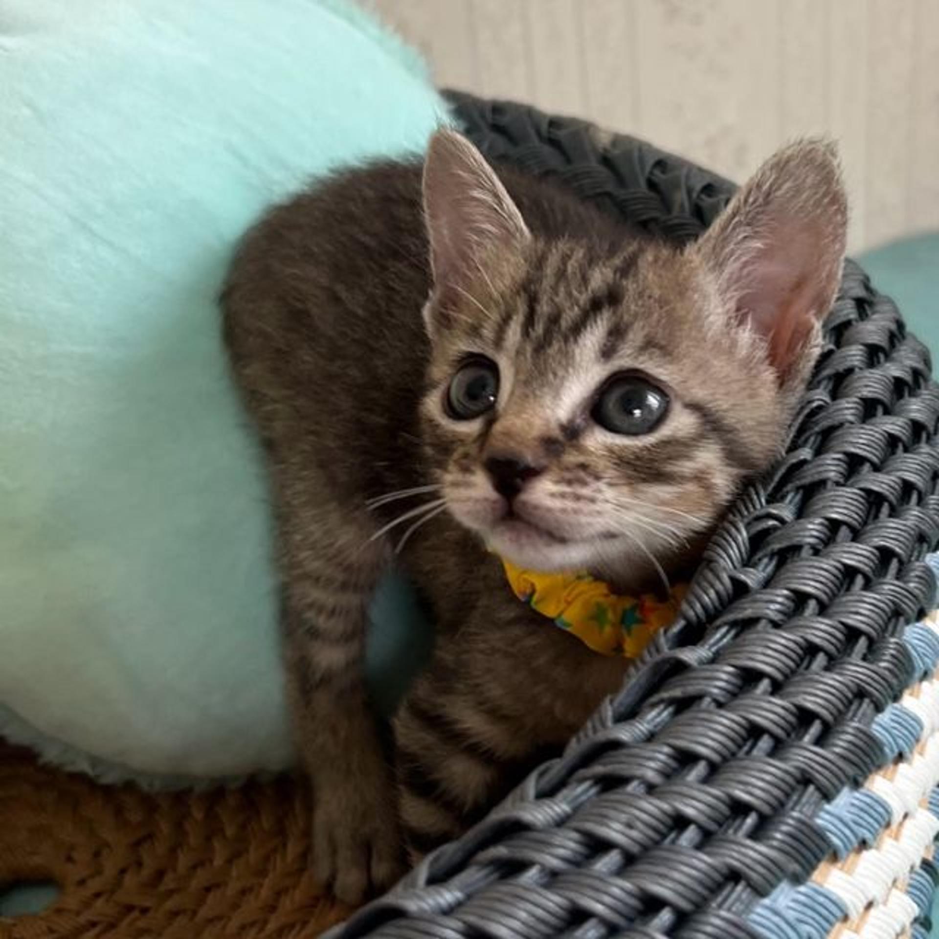 pet-image-3
