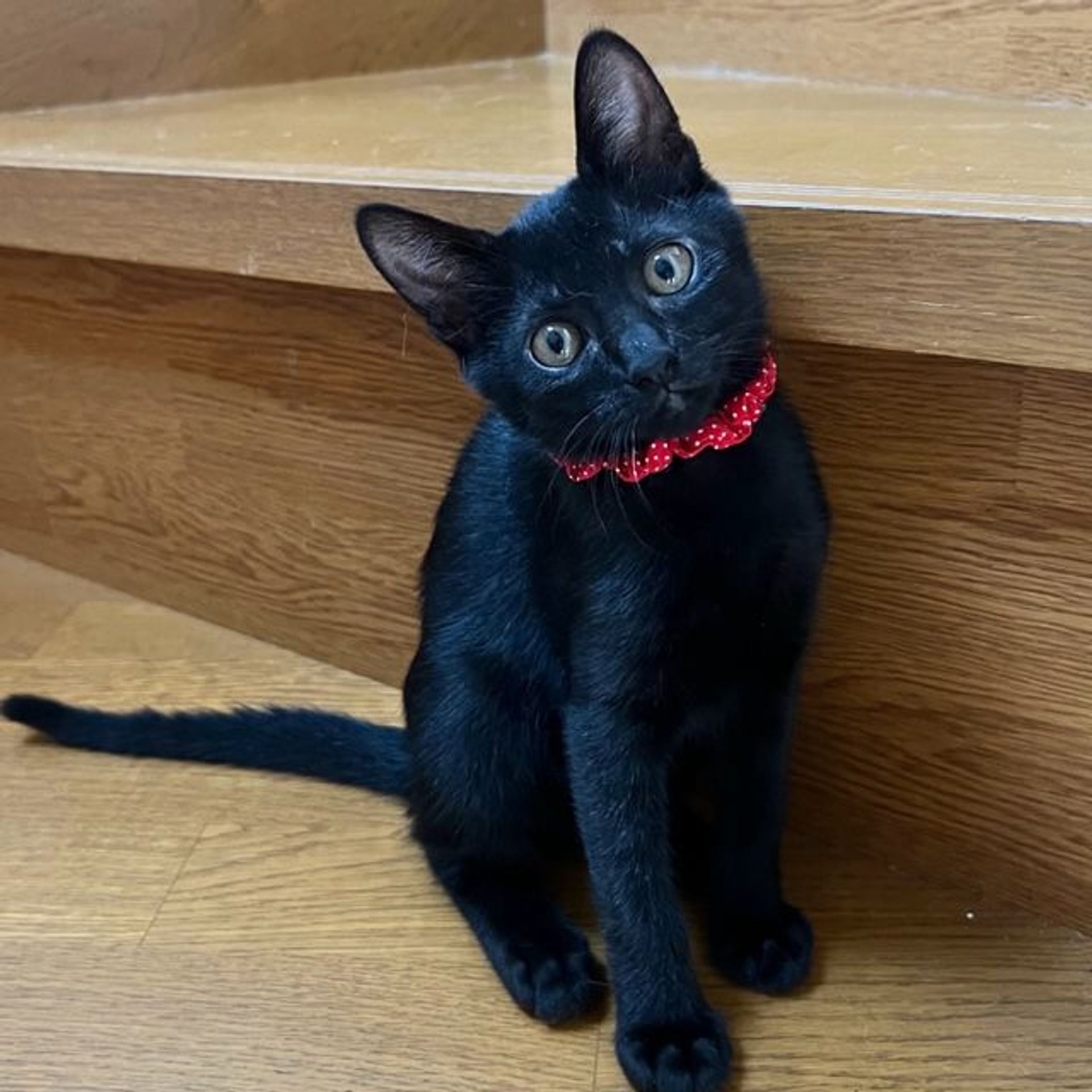 雑種（ミックス猫）・メスの里親募集の写真