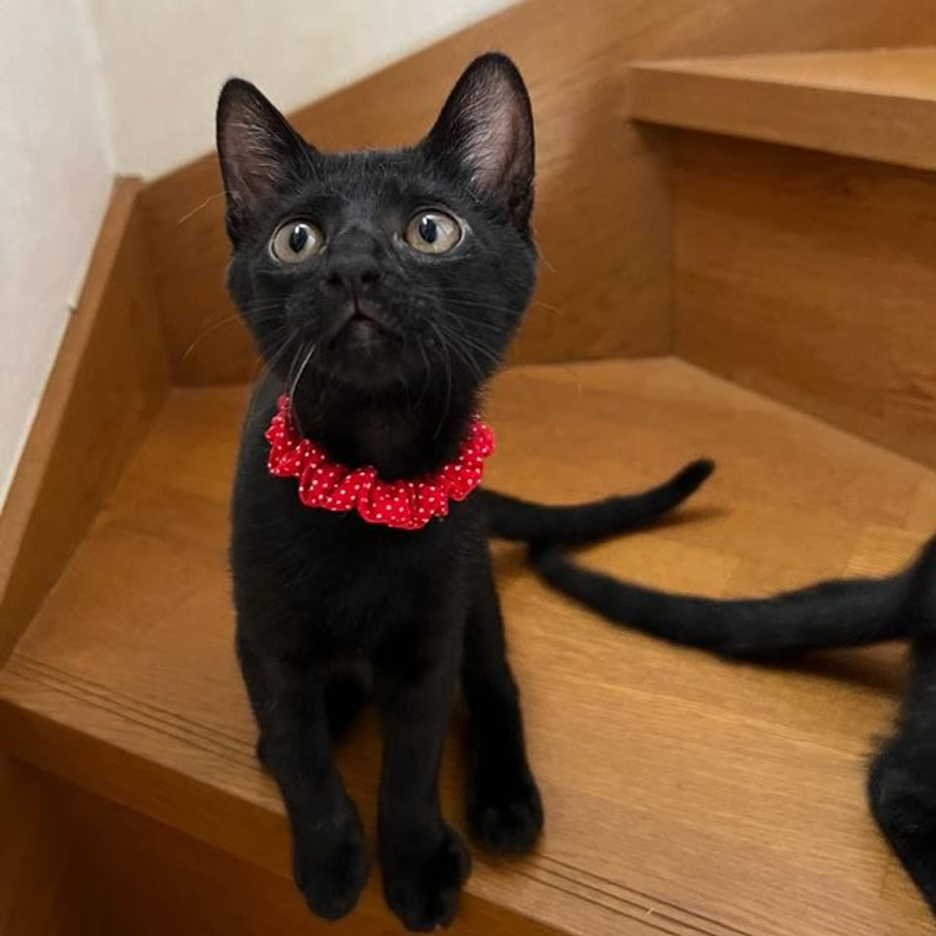 pet-image-4