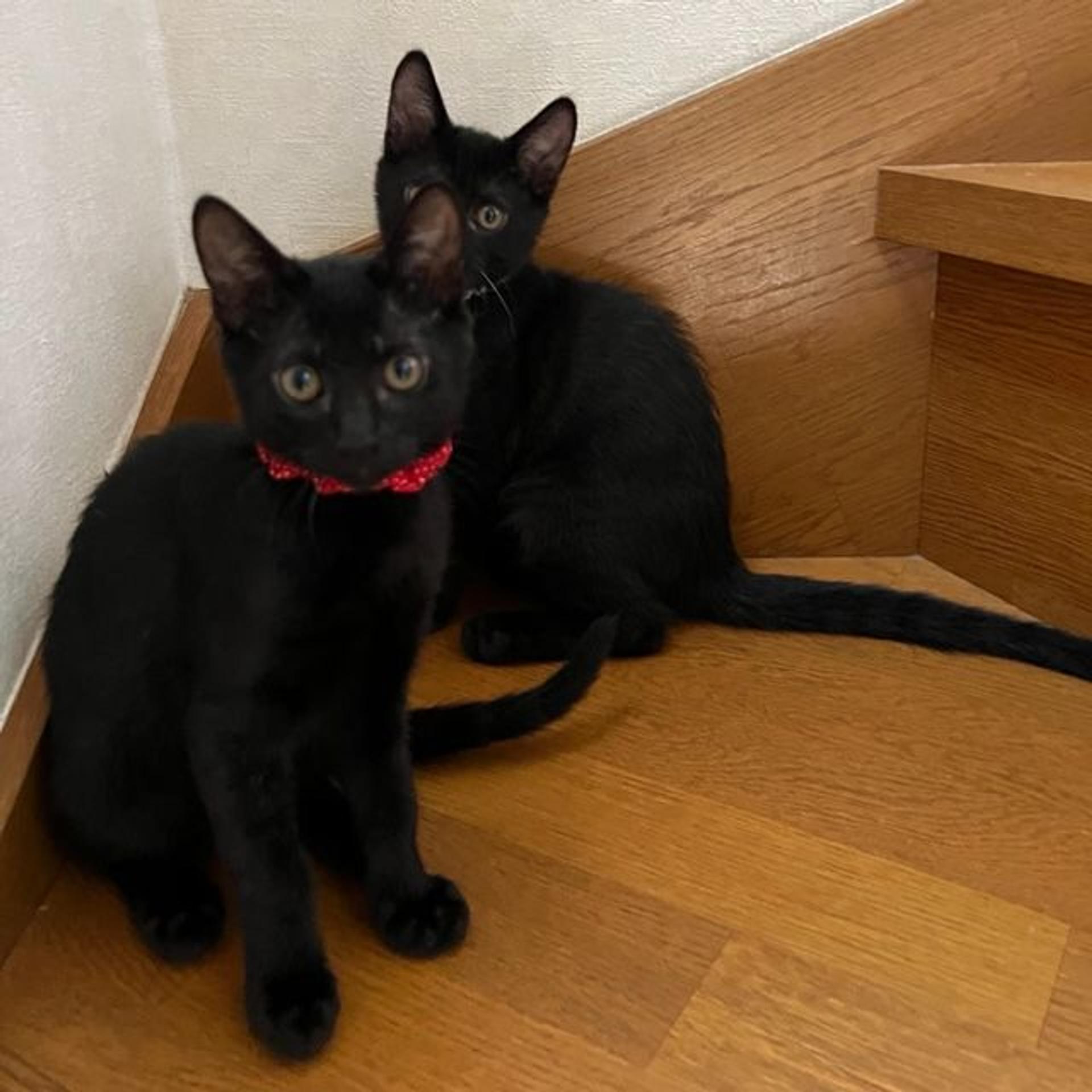 pet-image-5
