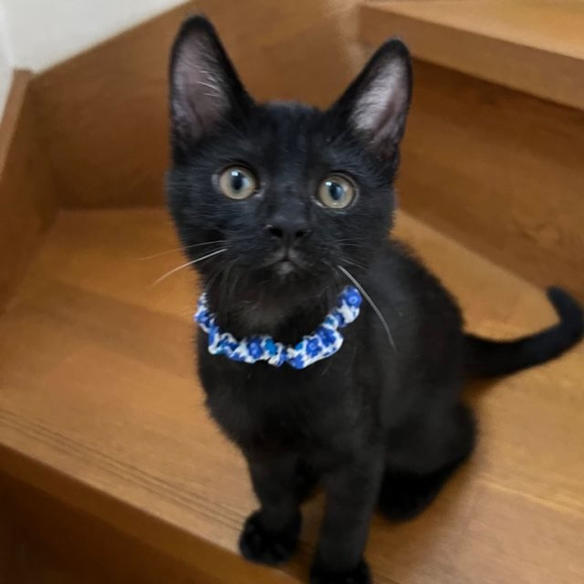 雑種（ミックス猫）・オスの里親募集の写真