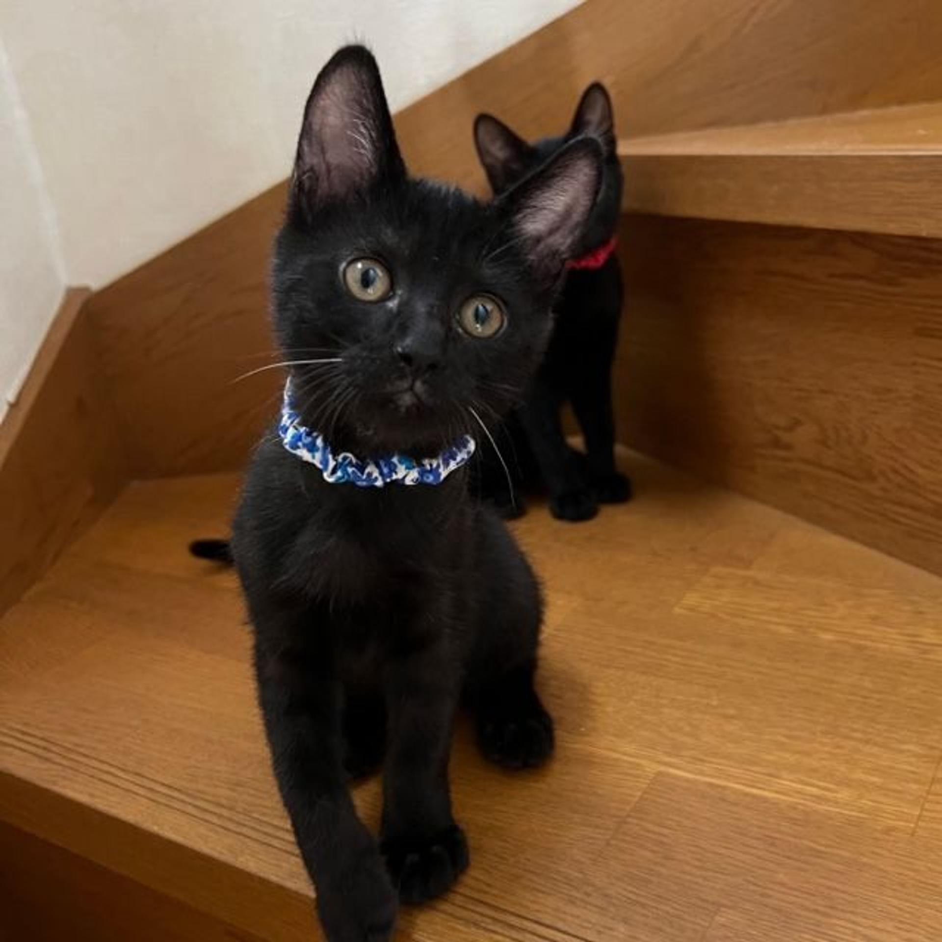 pet-image-6
