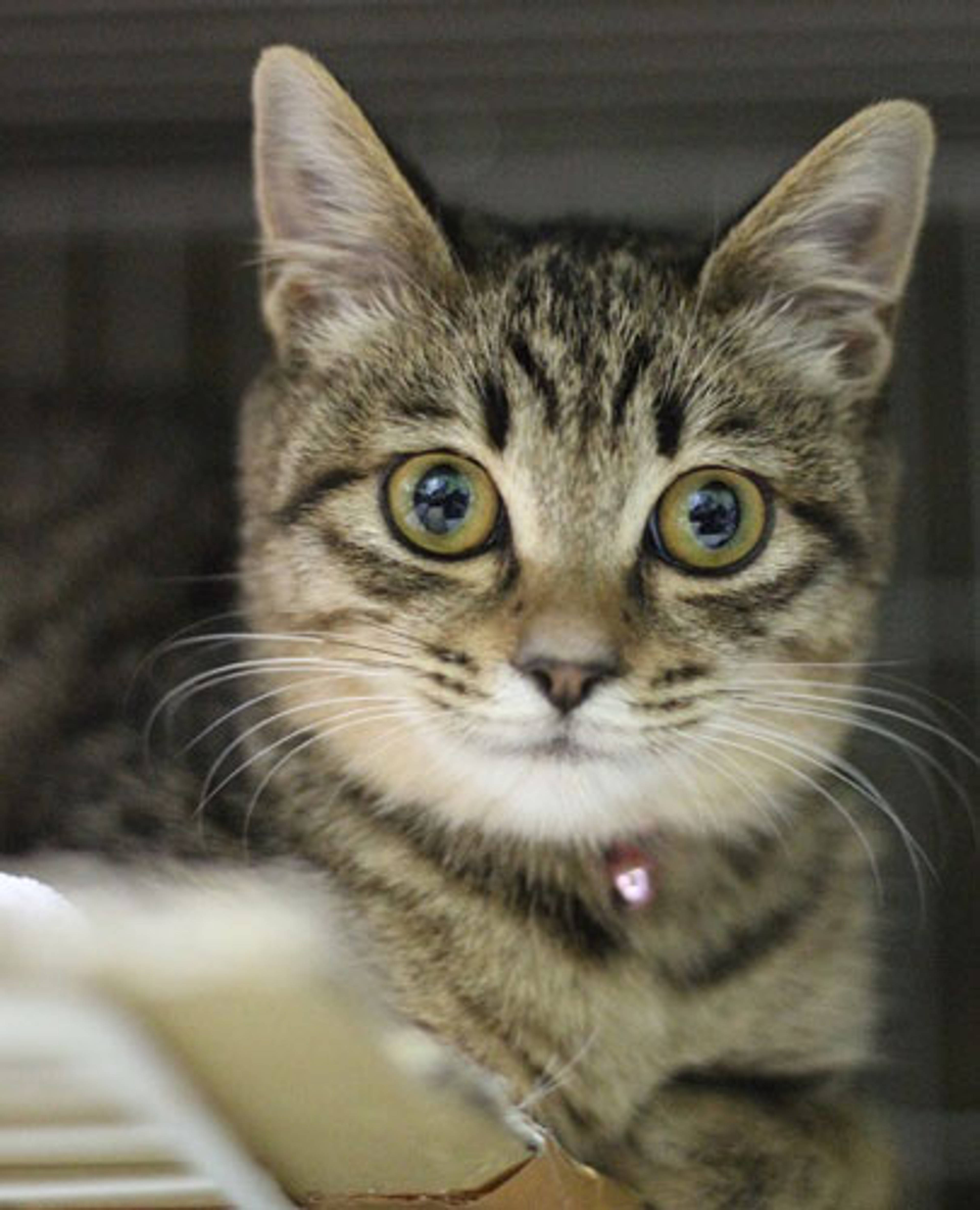 雑種（ミックス猫）・メスの里親募集の写真