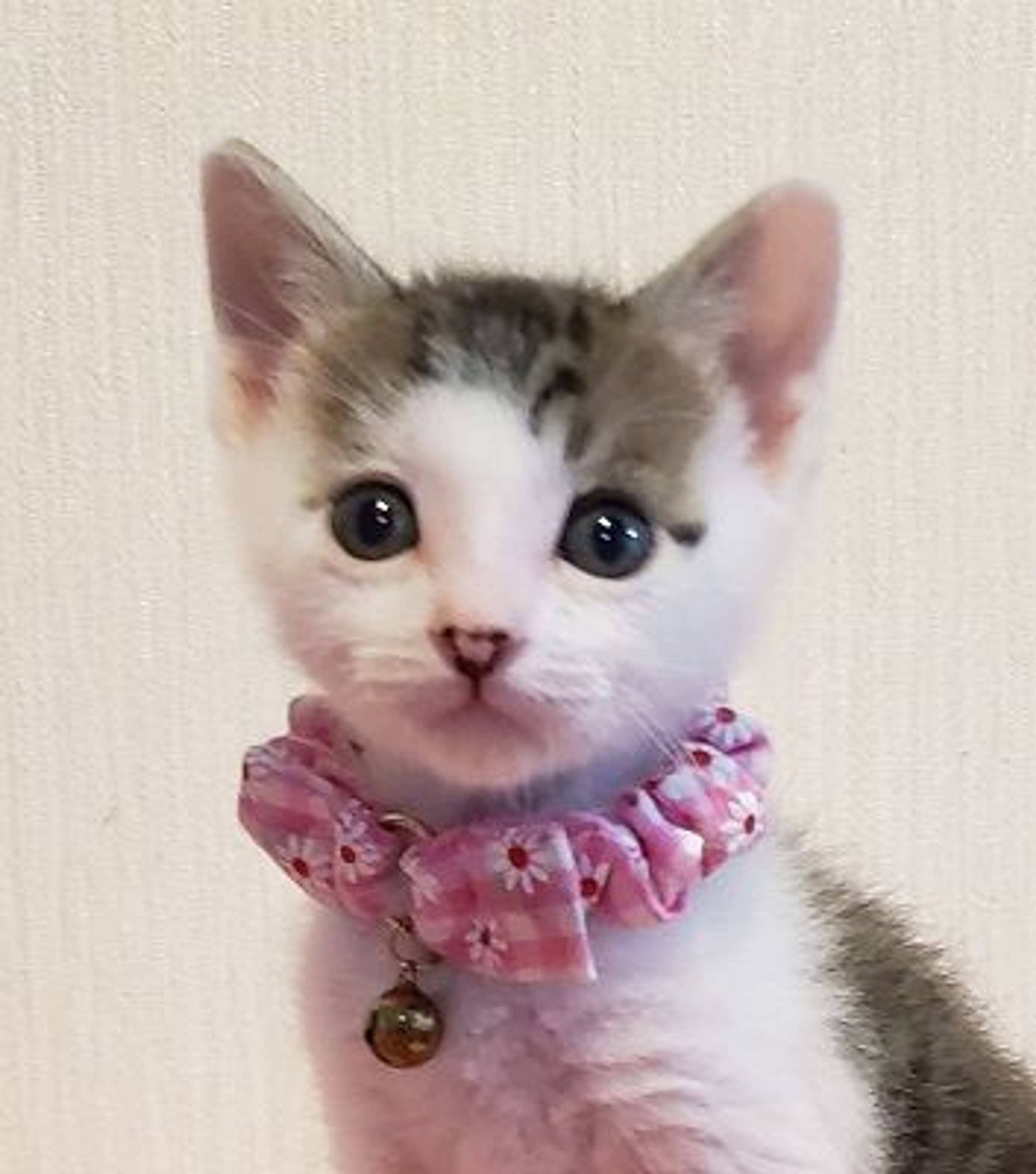 雑種（ミックス猫）・オスの里親募集の写真