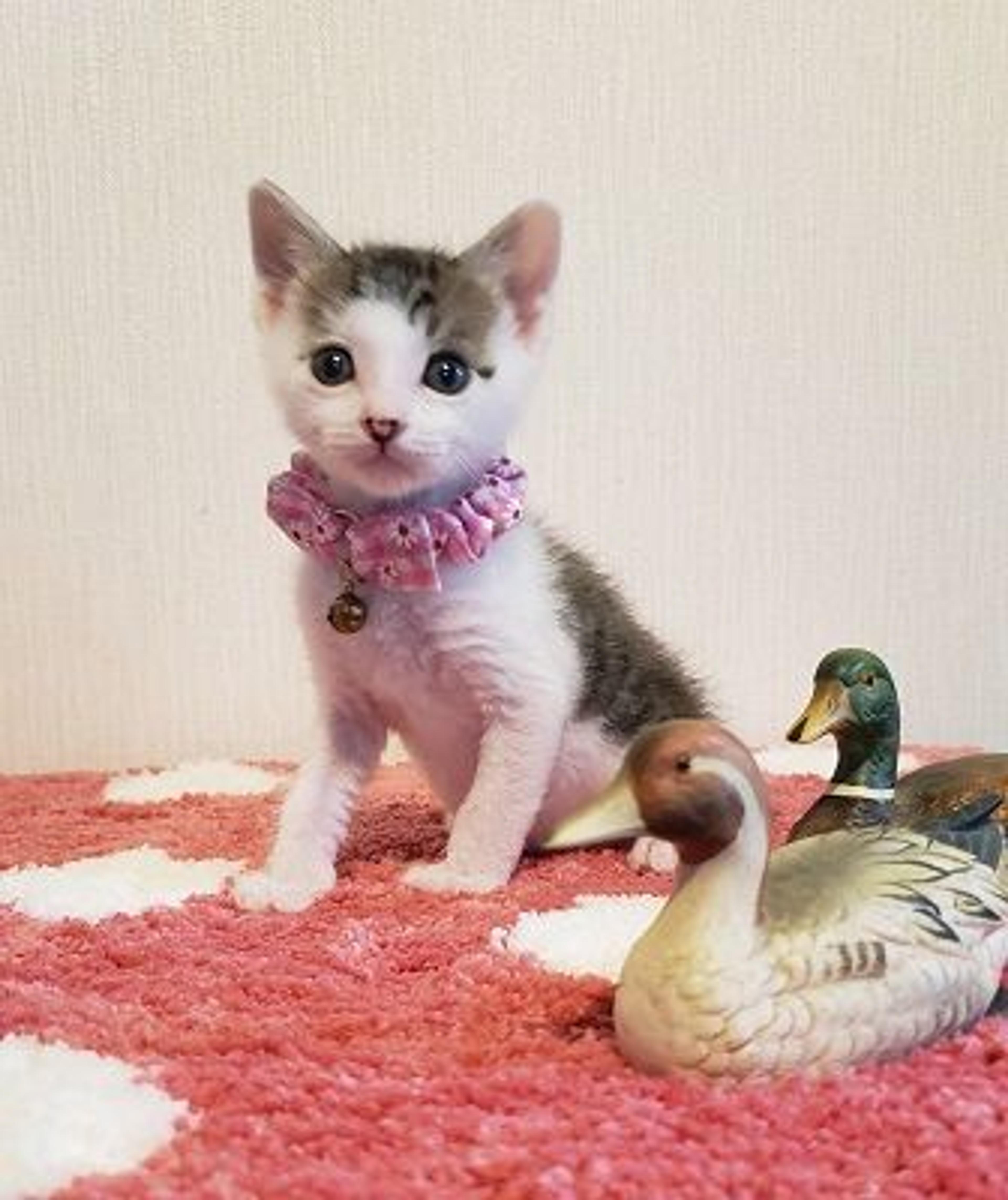 pet-image-2