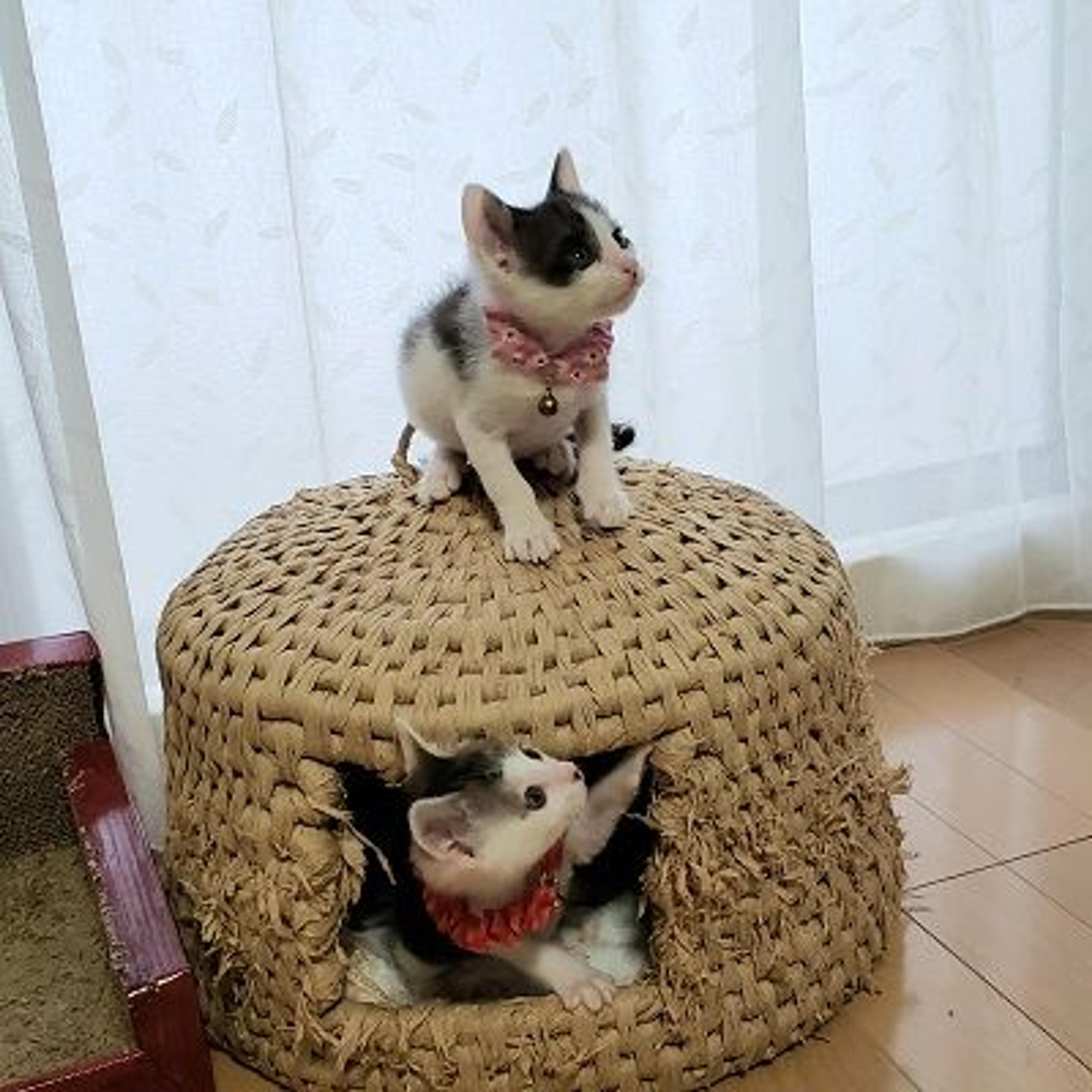 pet-image-3