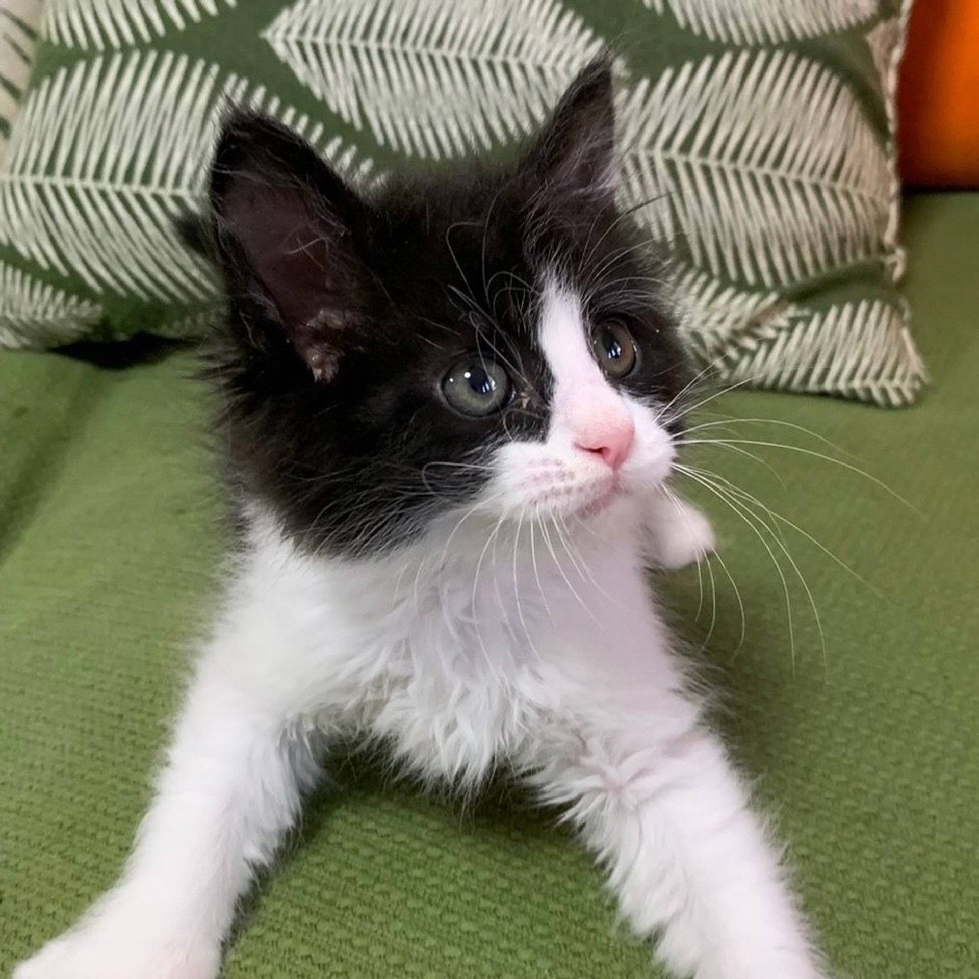 雑種（ミックス猫）・オスの里親募集の写真