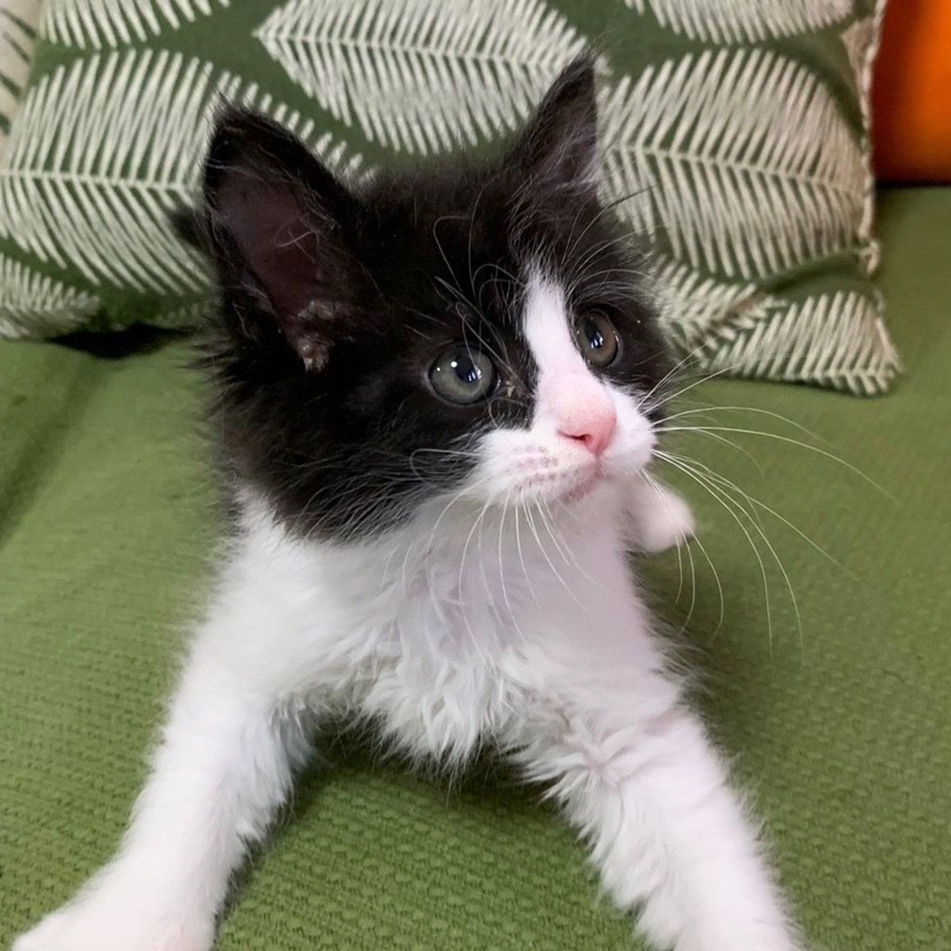 雑種（ミックス猫）・オスの里親募集の写真