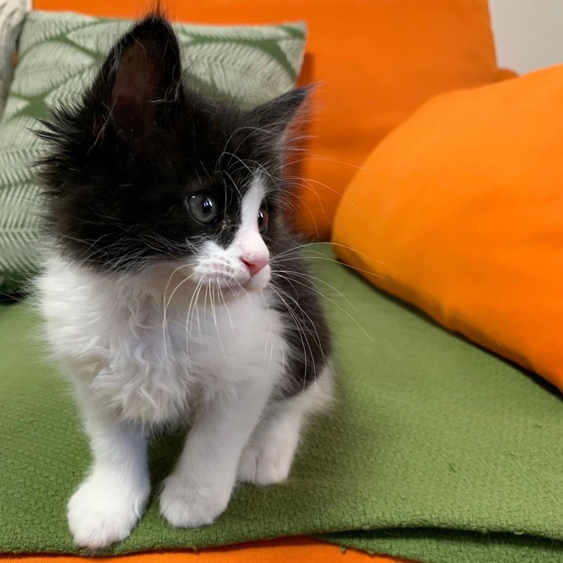 pet-image-4