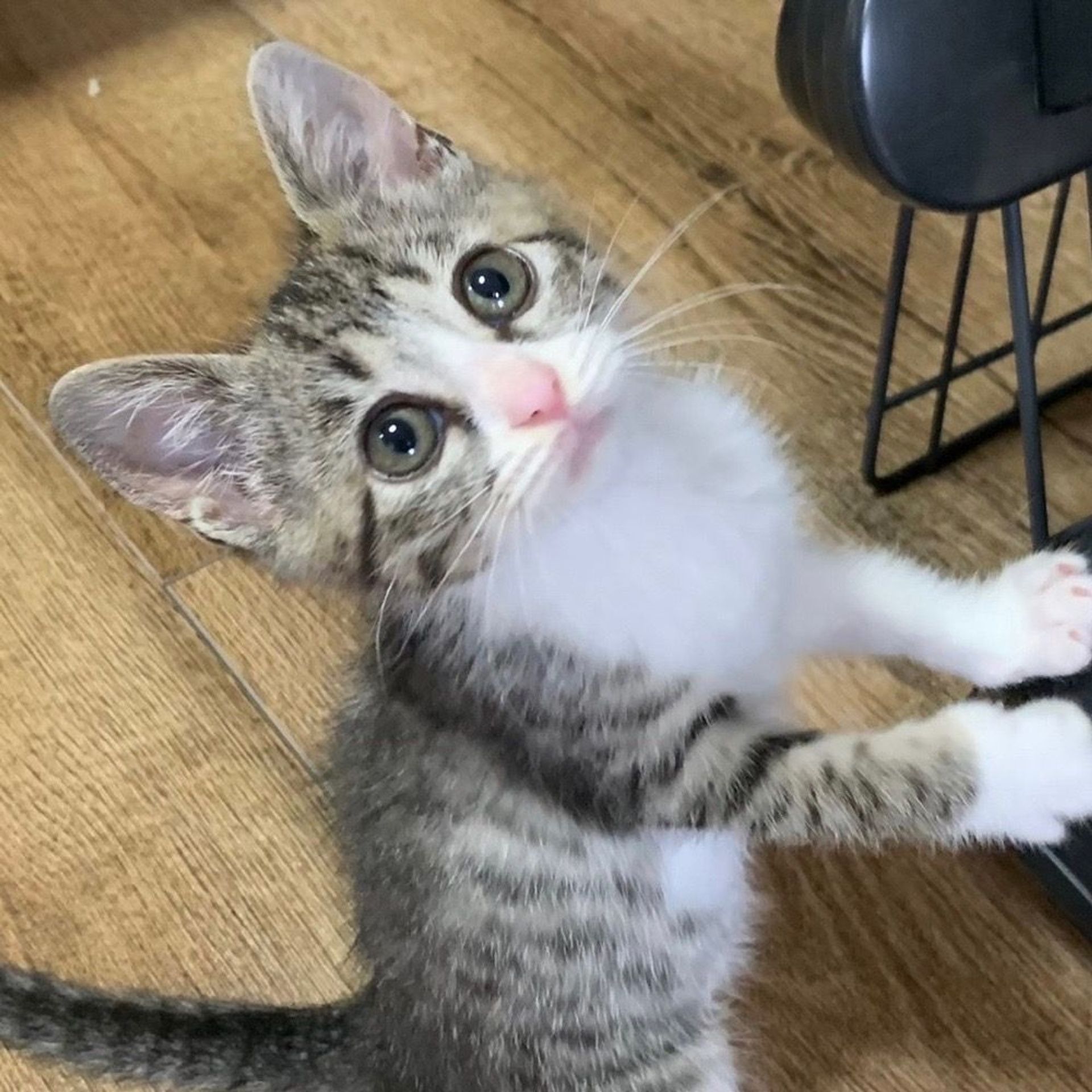 雑種（ミックス猫）・メスの里親募集の写真