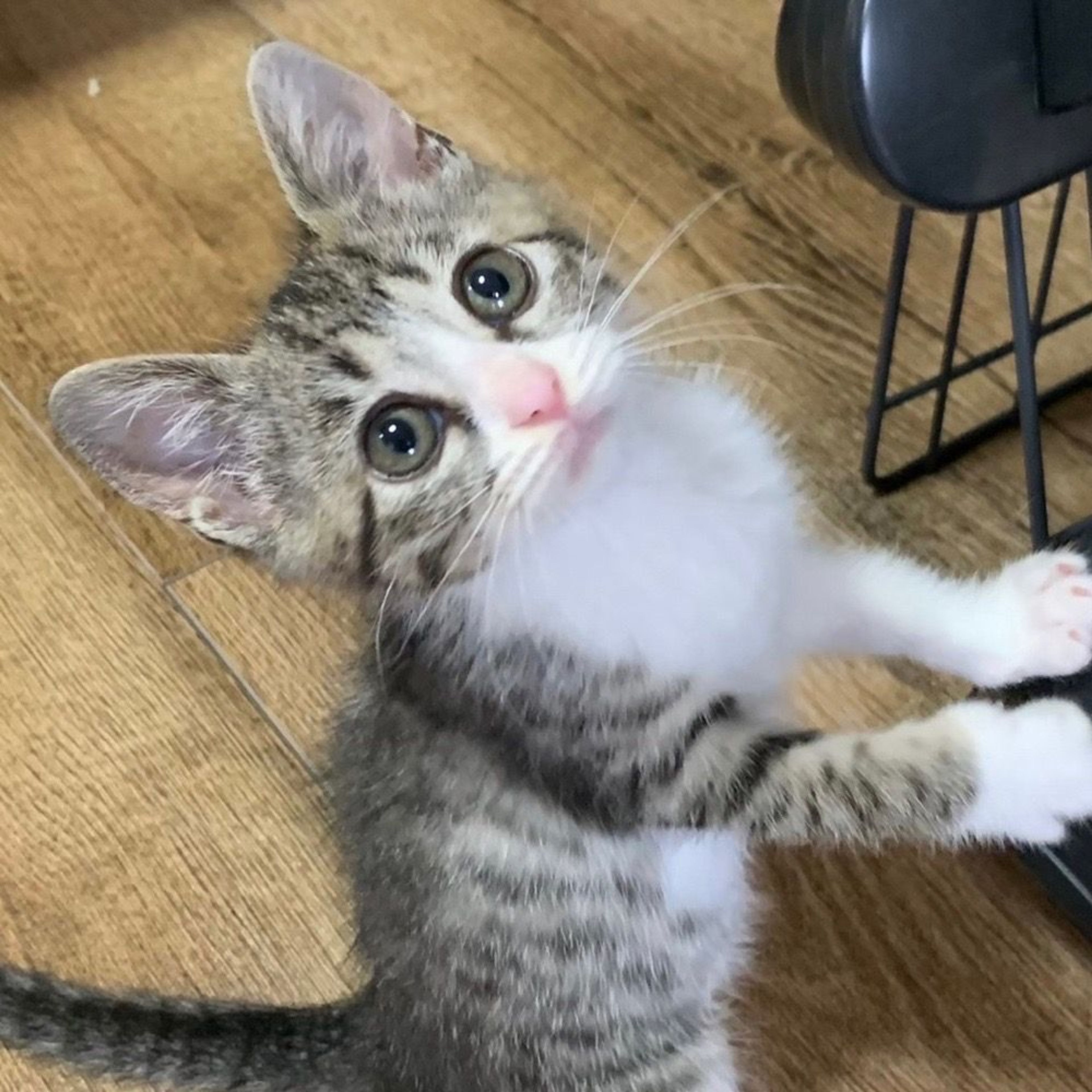 雑種（ミックス猫）・メスの里親募集の写真