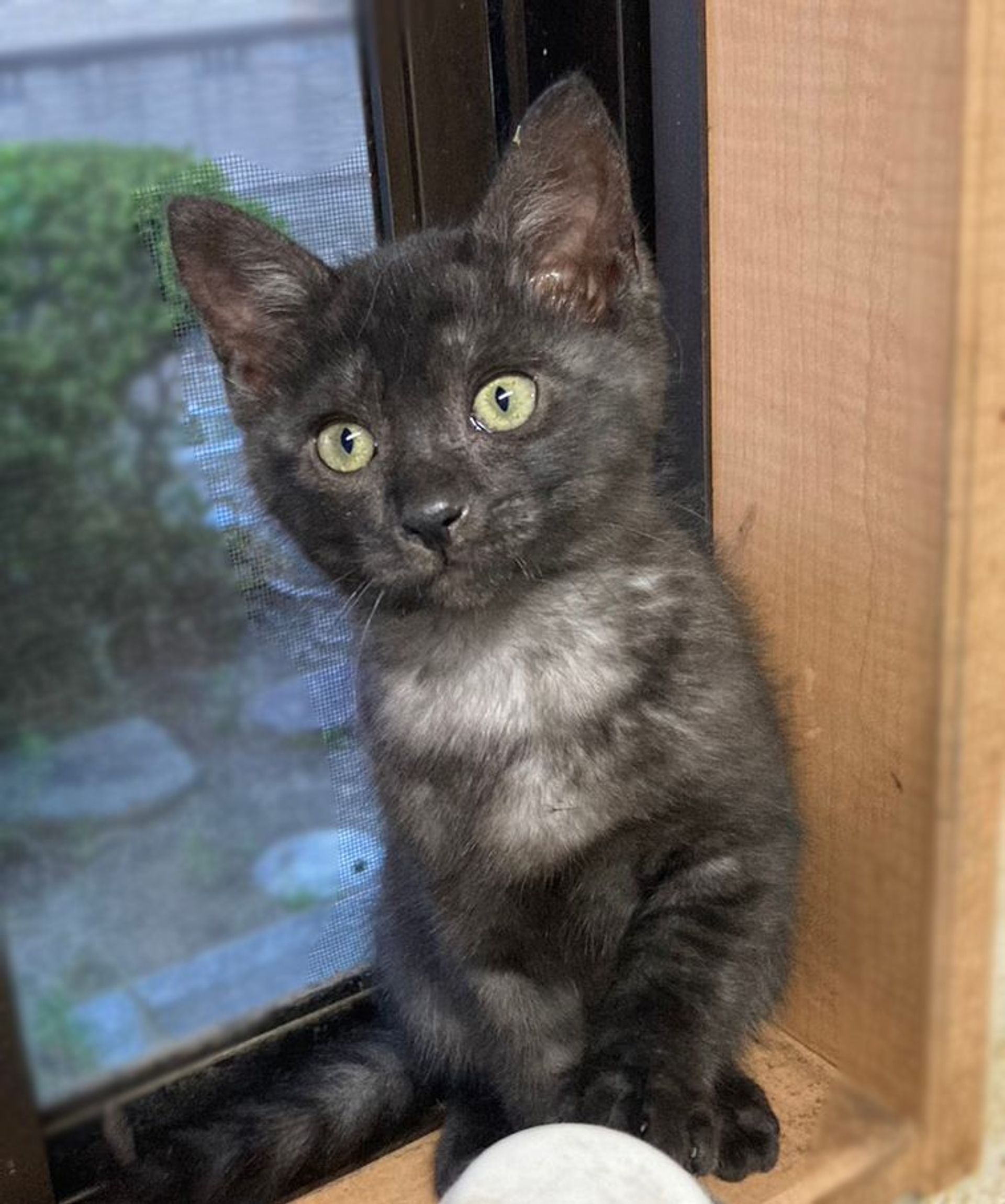 雑種（ミックス猫）・メスの里親募集の写真