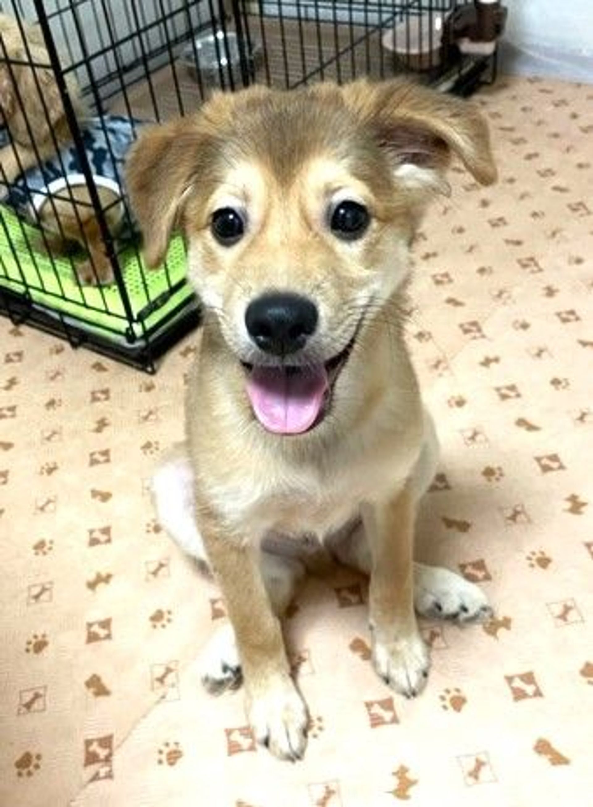 雑種（ミックス犬）・オスの里親募集の写真