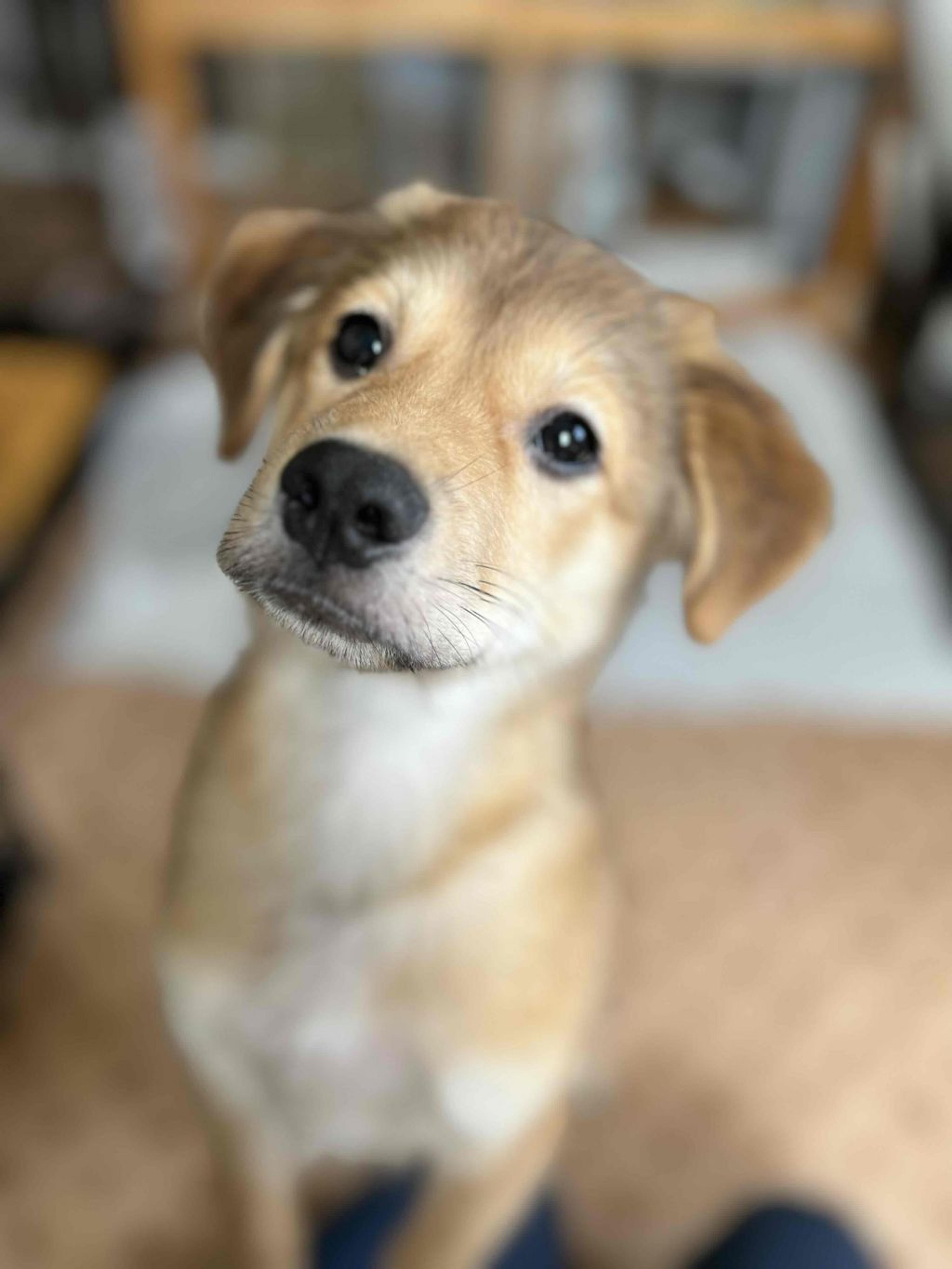 pet-image-2