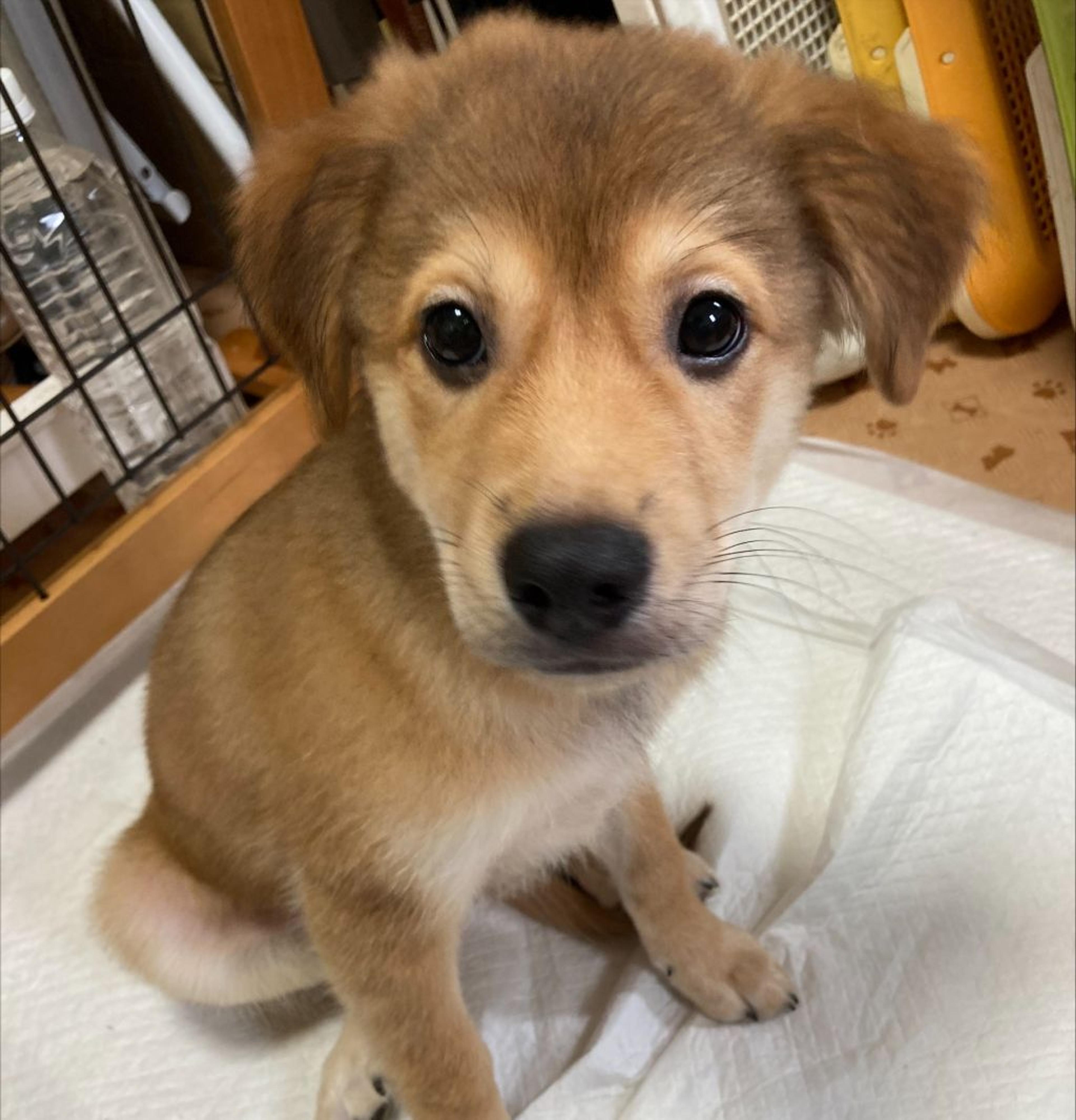 pet-image-3