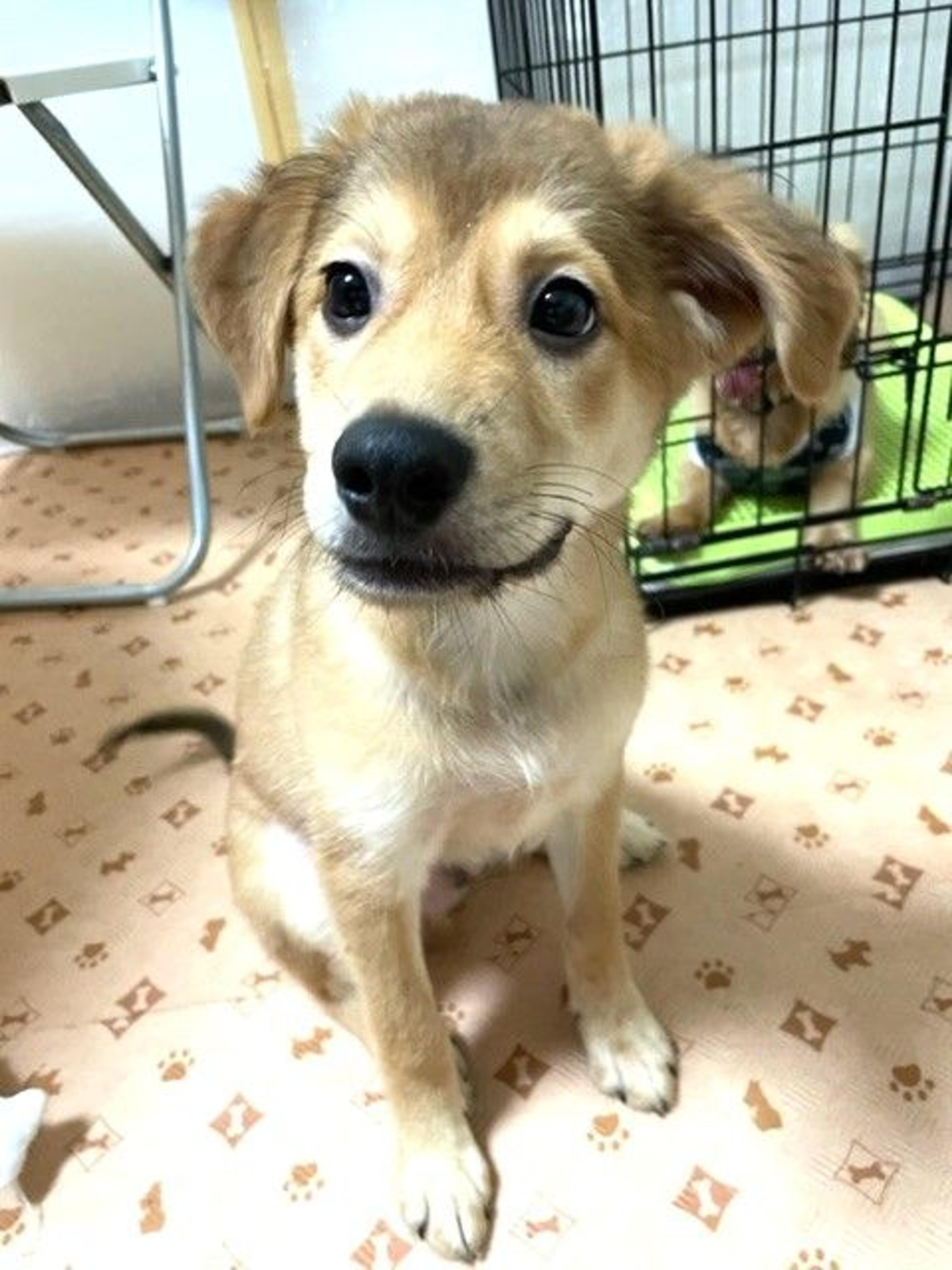 pet-image-4