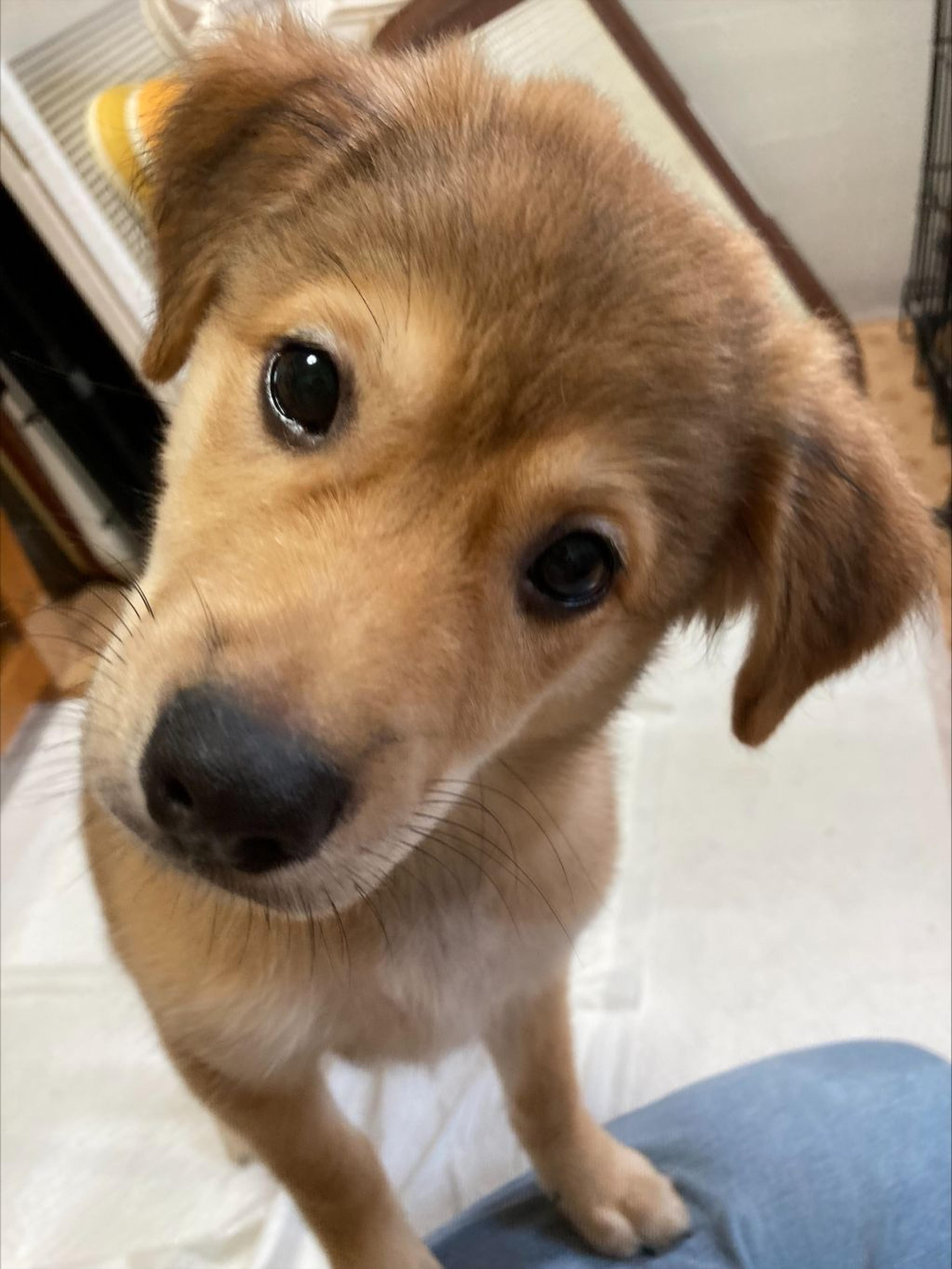 pet-image-5