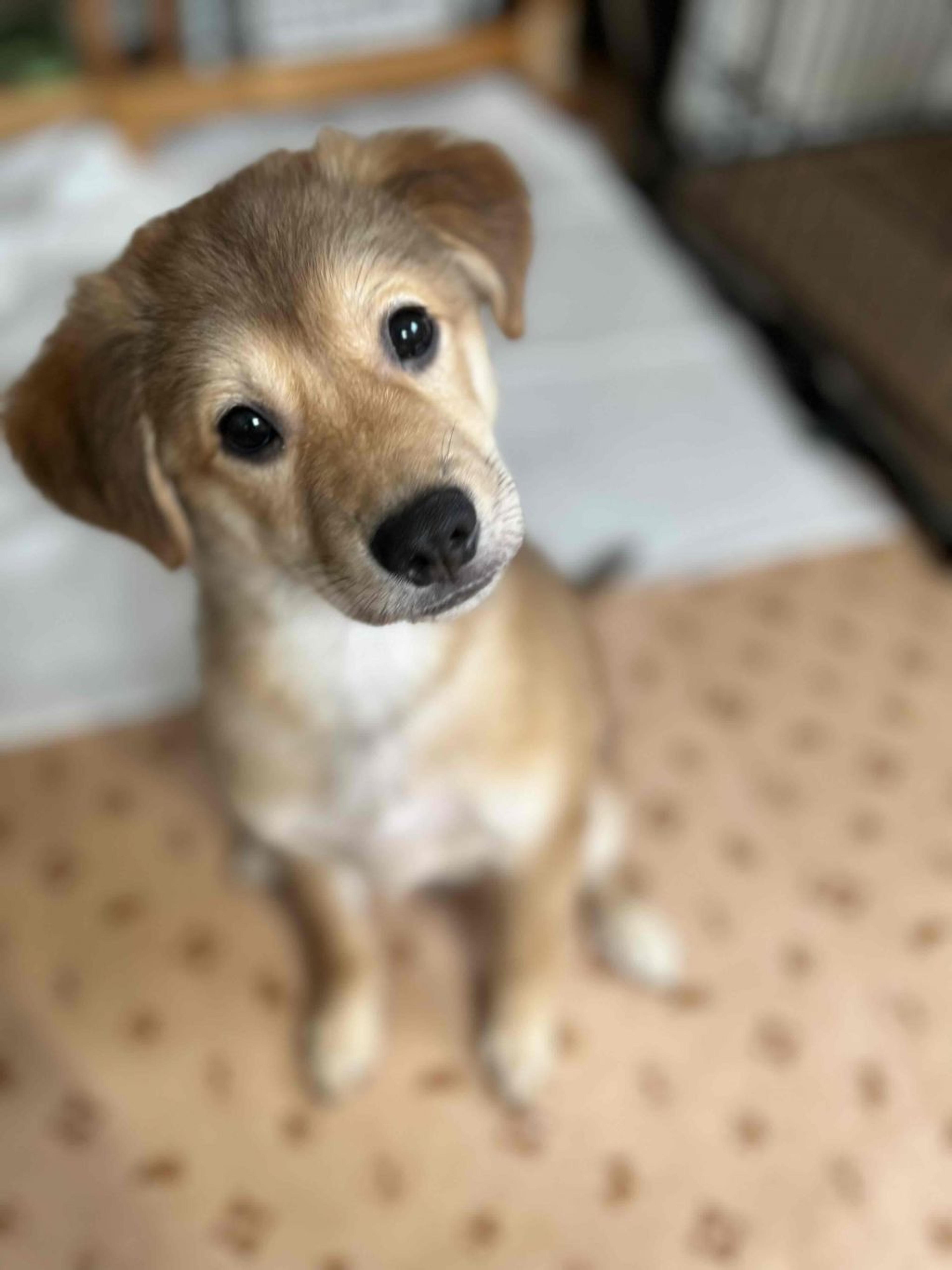 pet-image-6